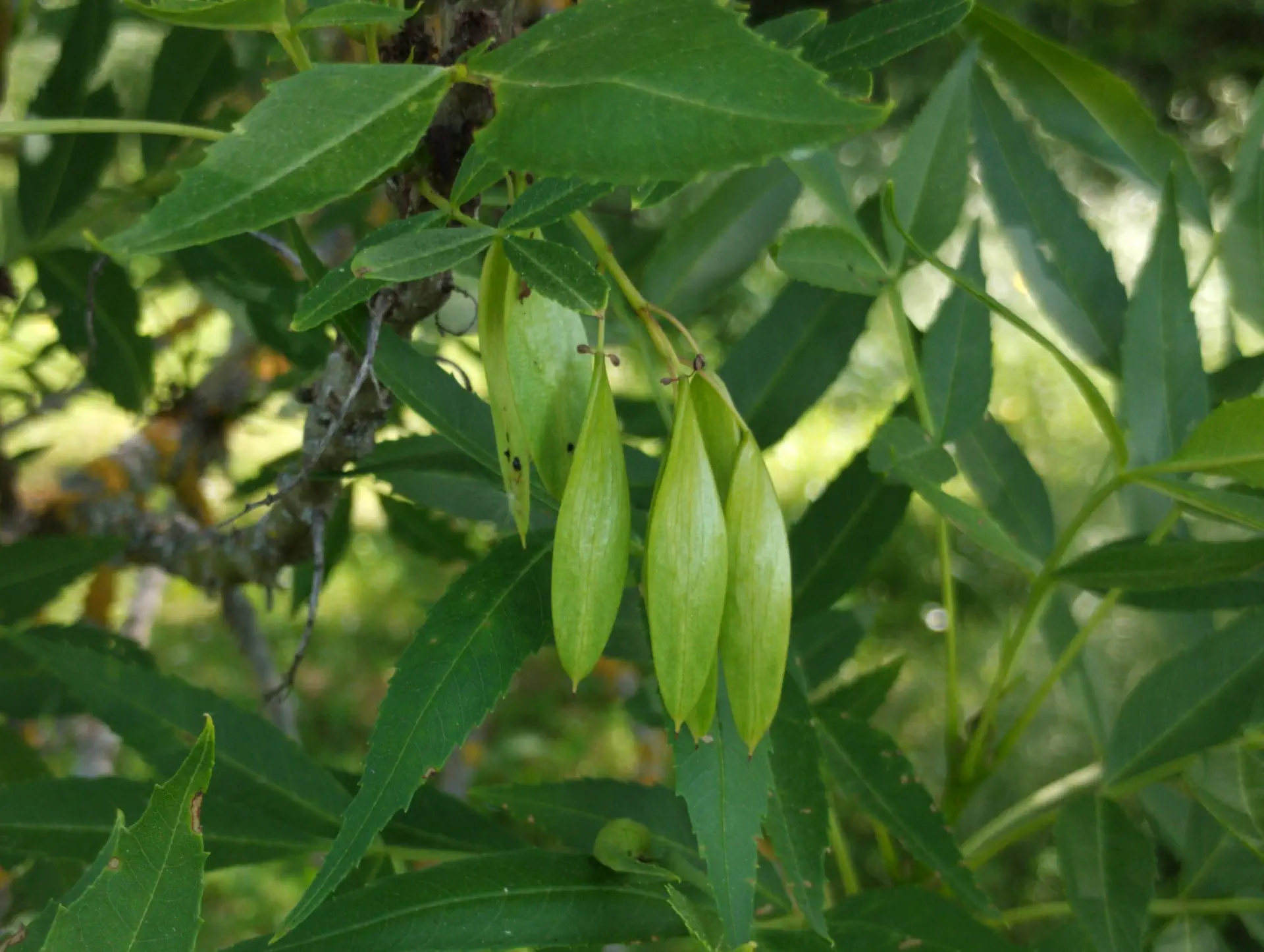 img/fraxinus-angustifolia-3.webp