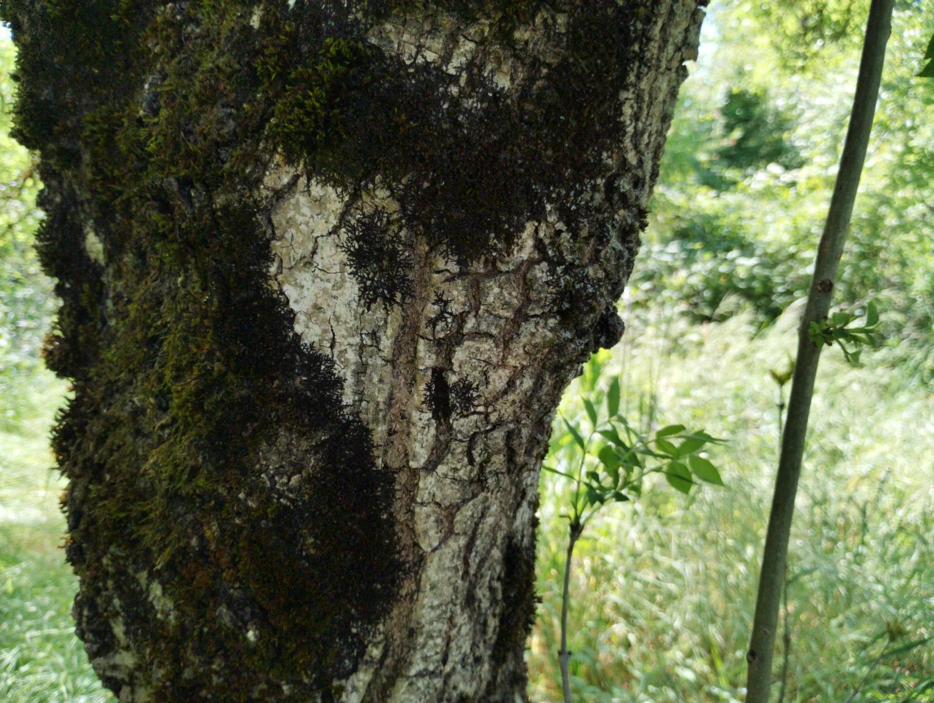 img/fraxinus-angustifolia-4.webp
