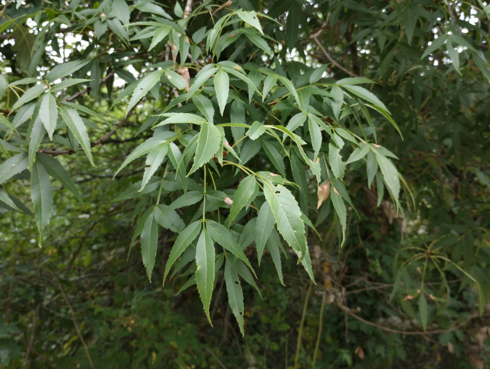 img/fraxinus-angustifolia-5.webp