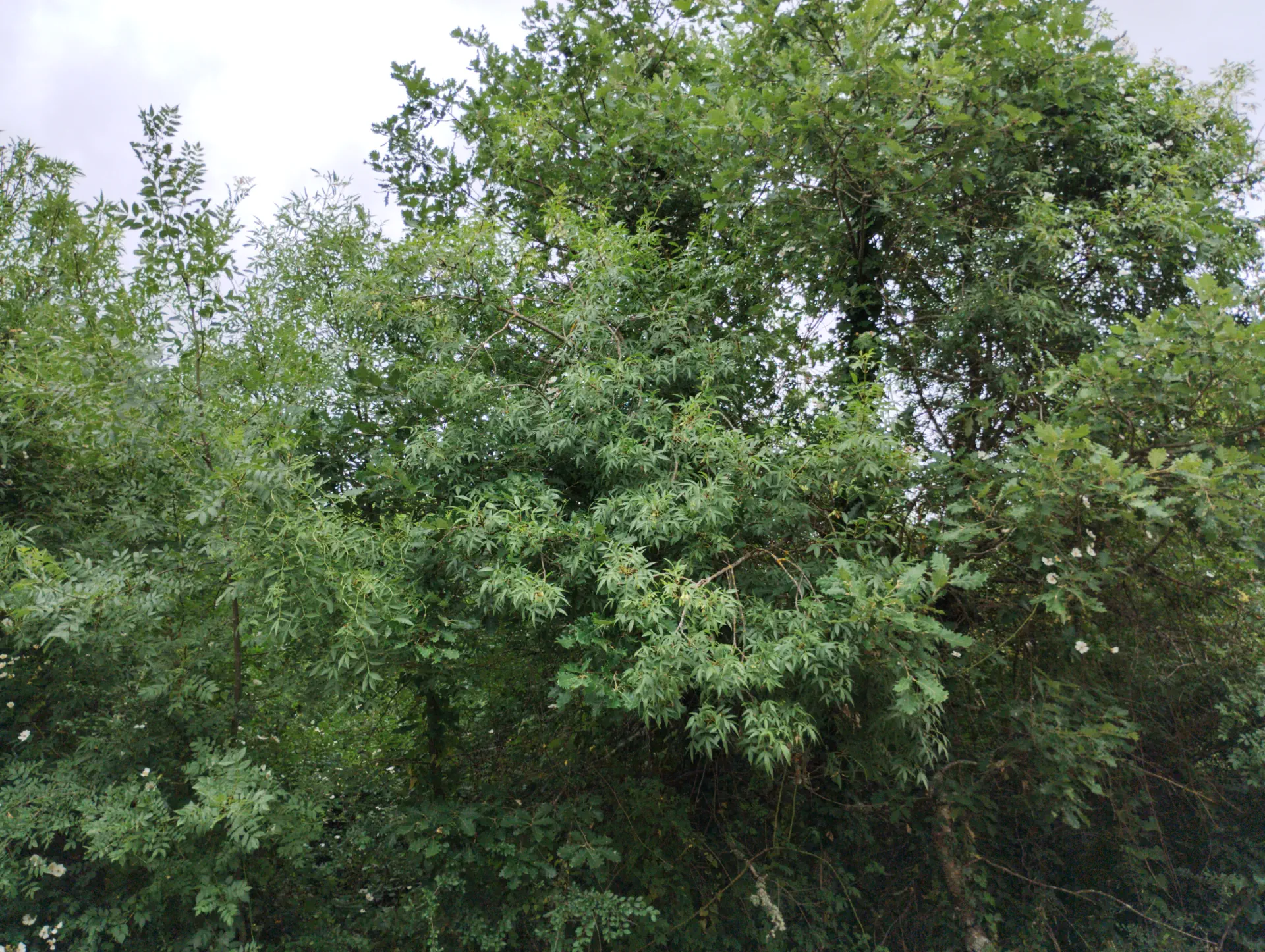 img/fraxinus-angustifolia-6.webp
