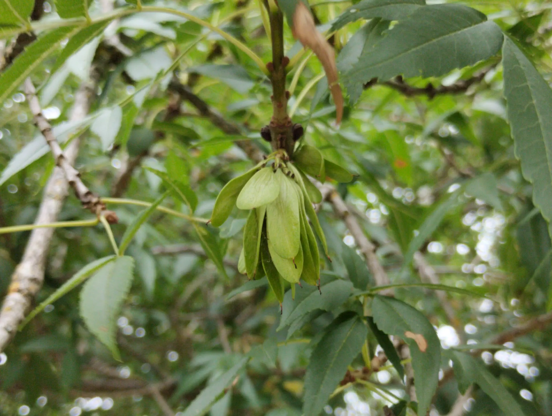 img/fraxinus-angustifolia-7.webp