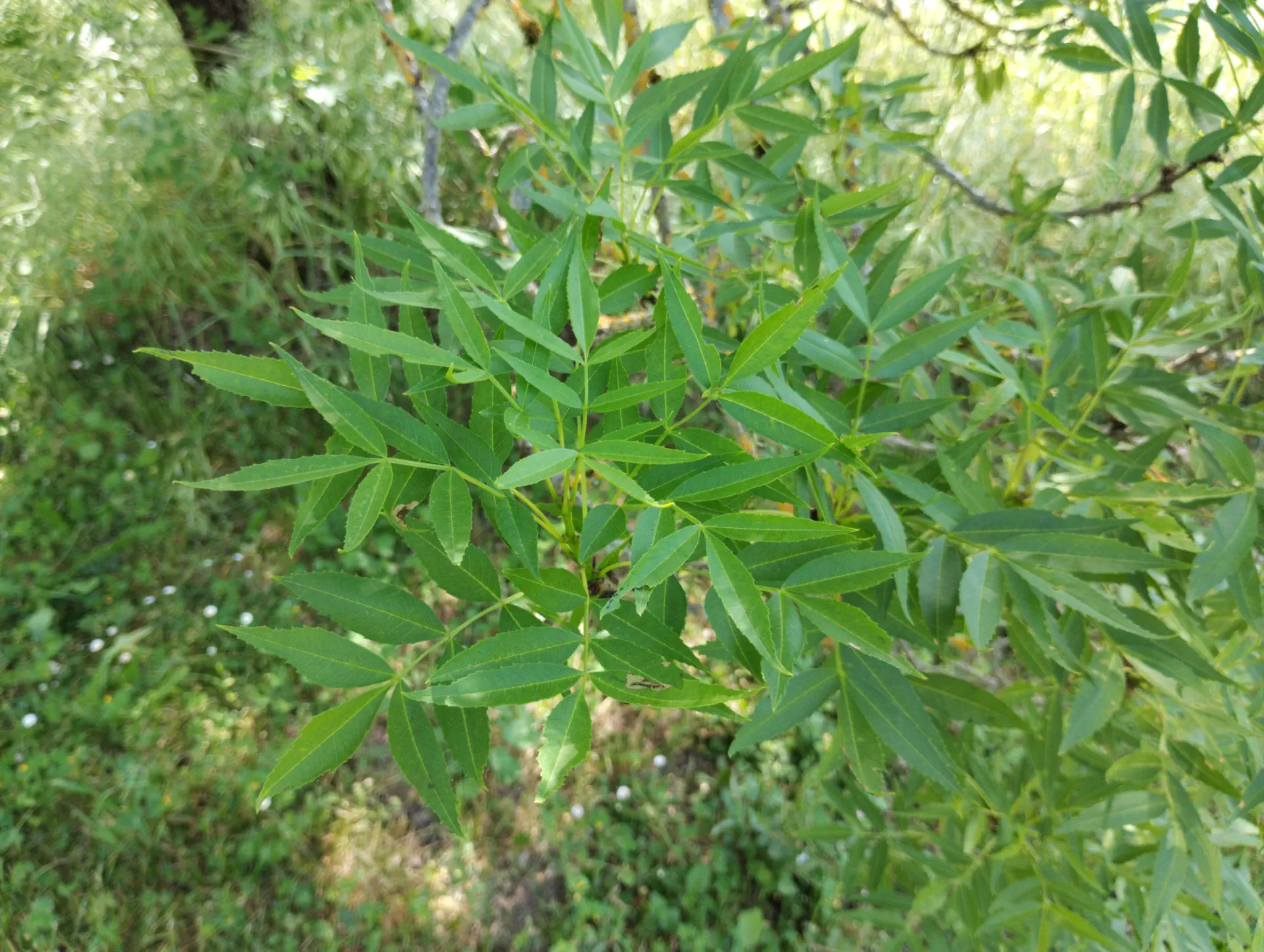 img/fraxinus-angustifolia.webp