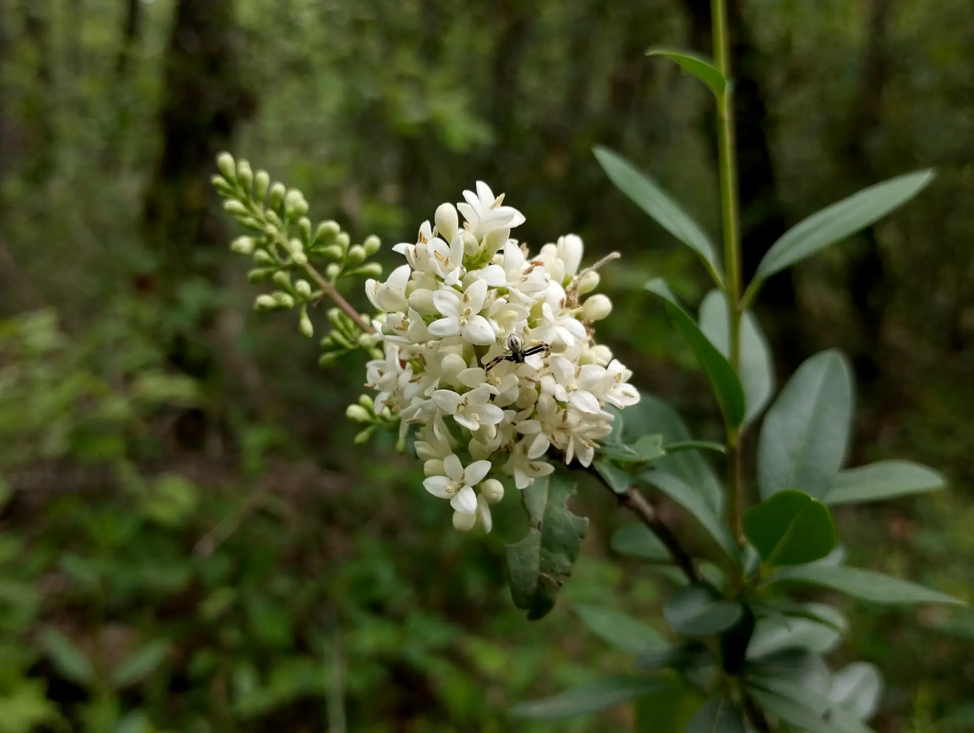 img/ligustrum-vulgare-2.webp