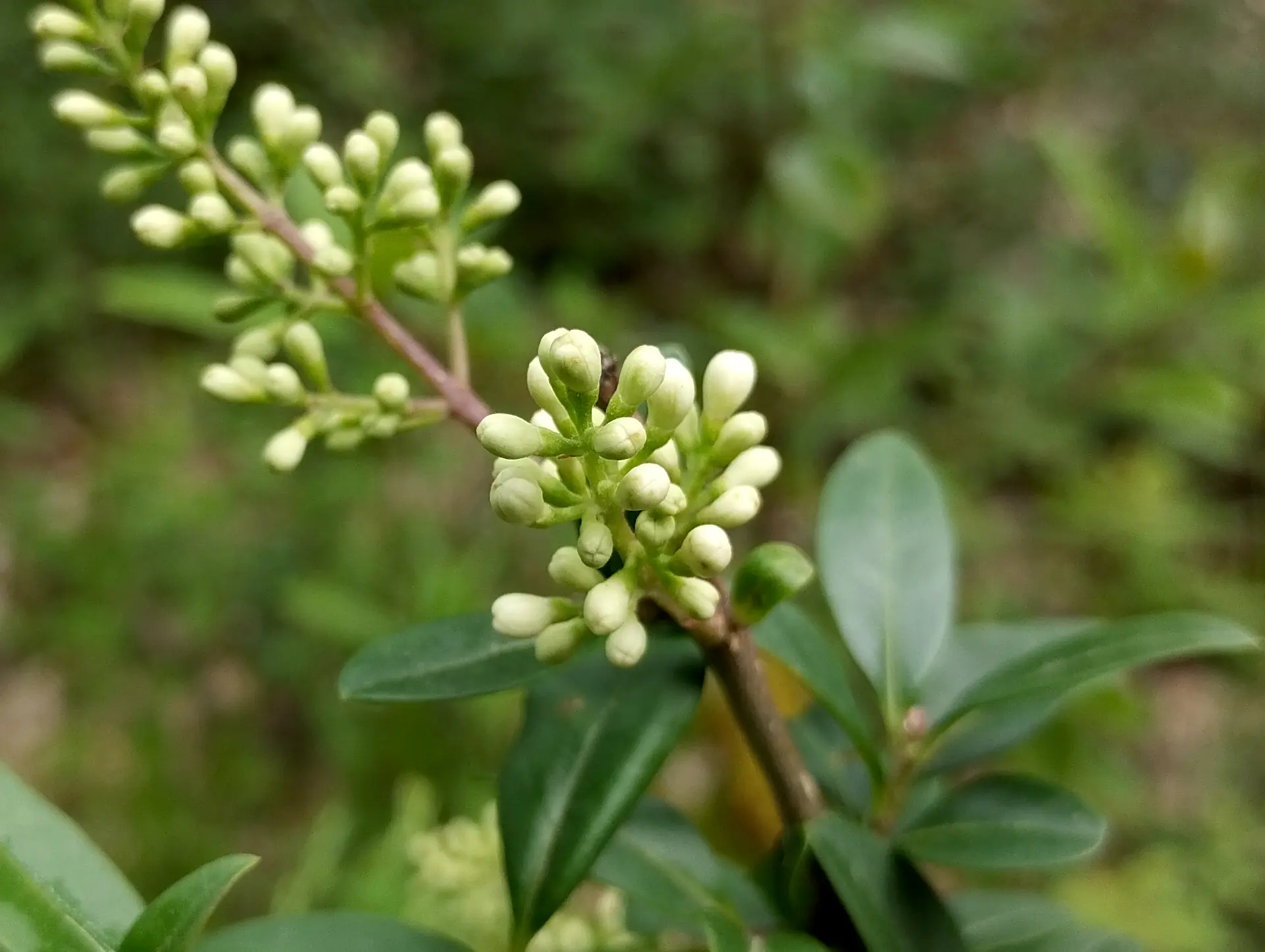 img/ligustrum-vulgare-3.webp