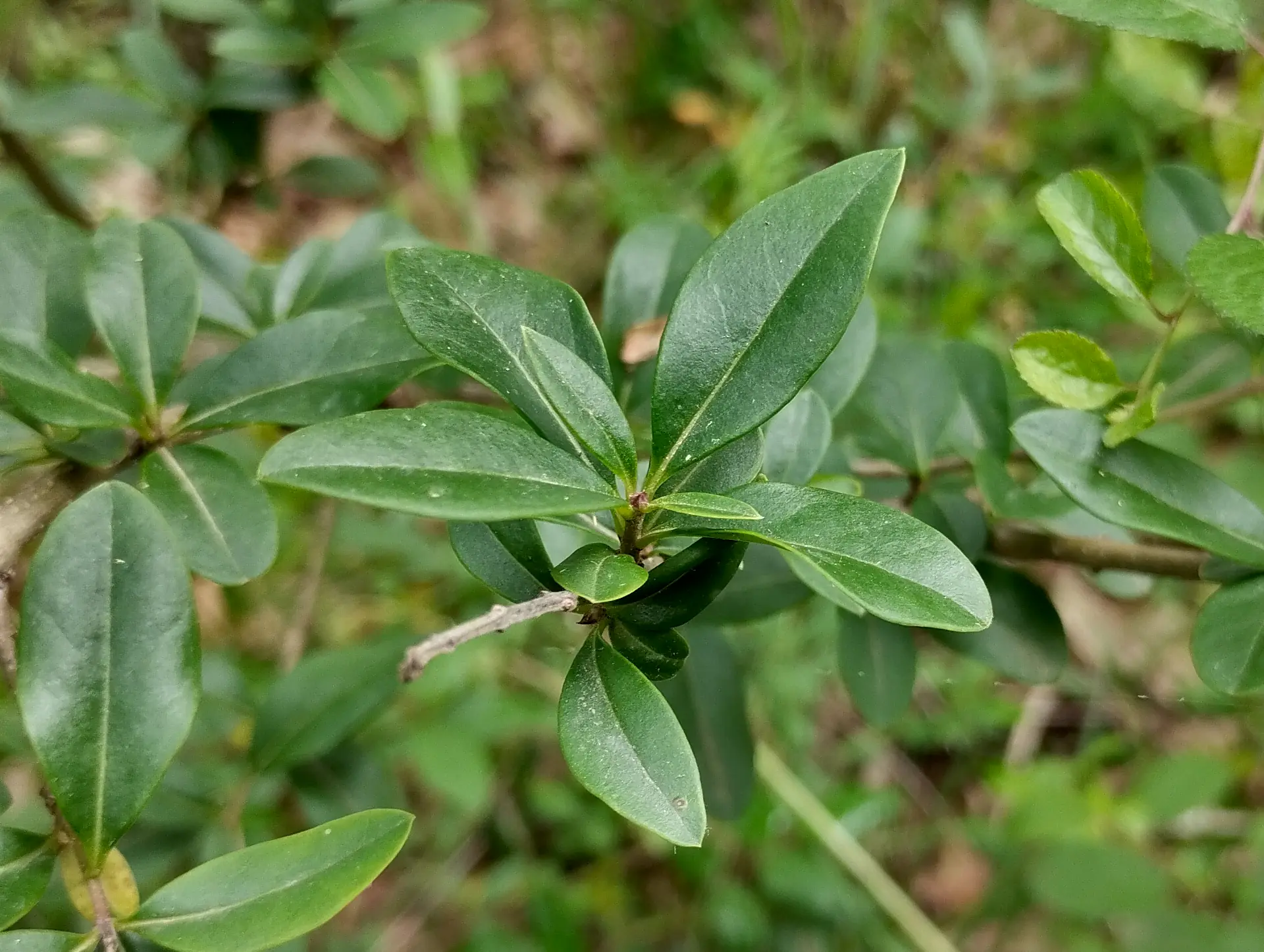 img/ligustrum-vulgare-4.webp