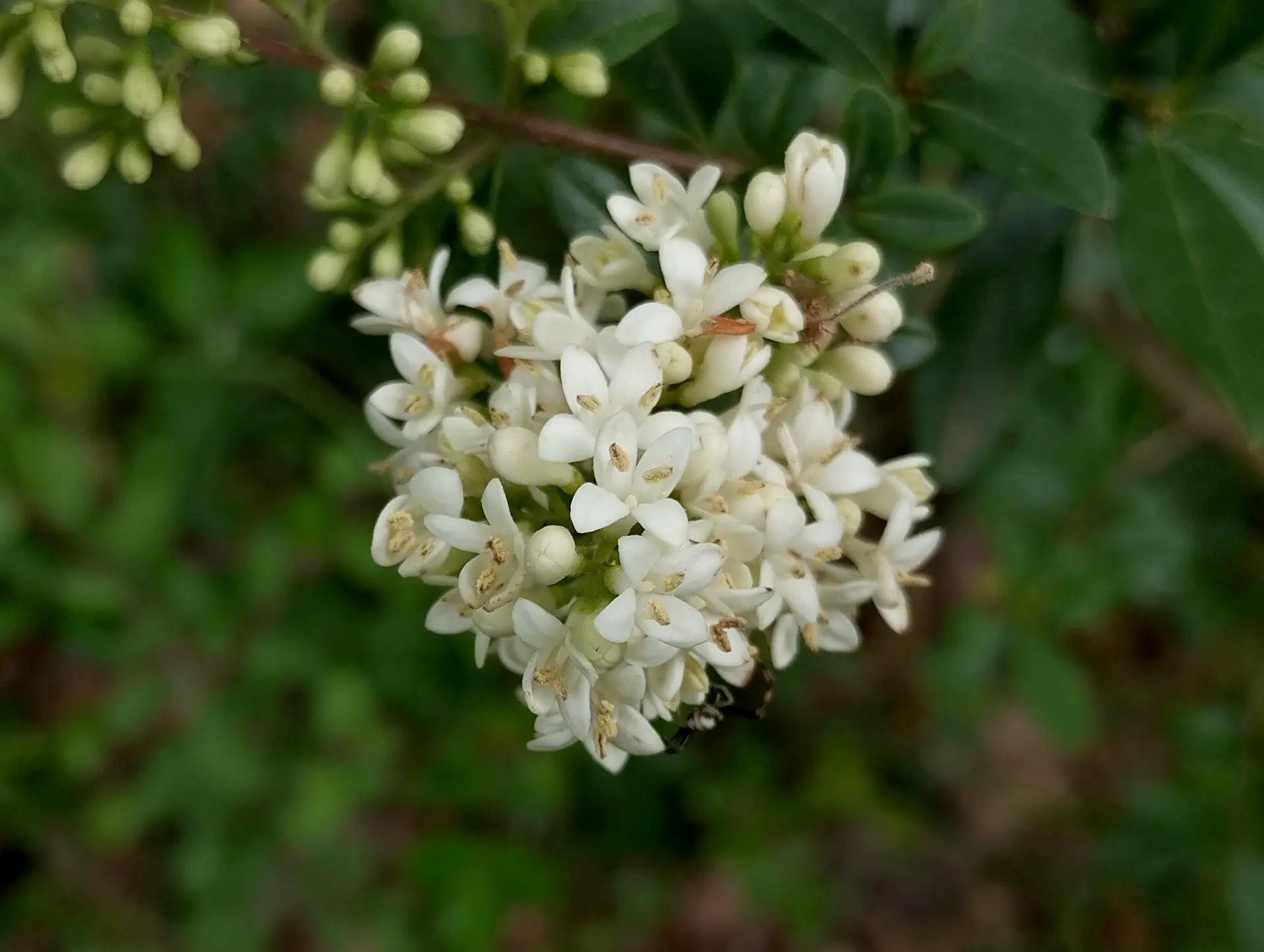 img/ligustrum-vulgare.webp