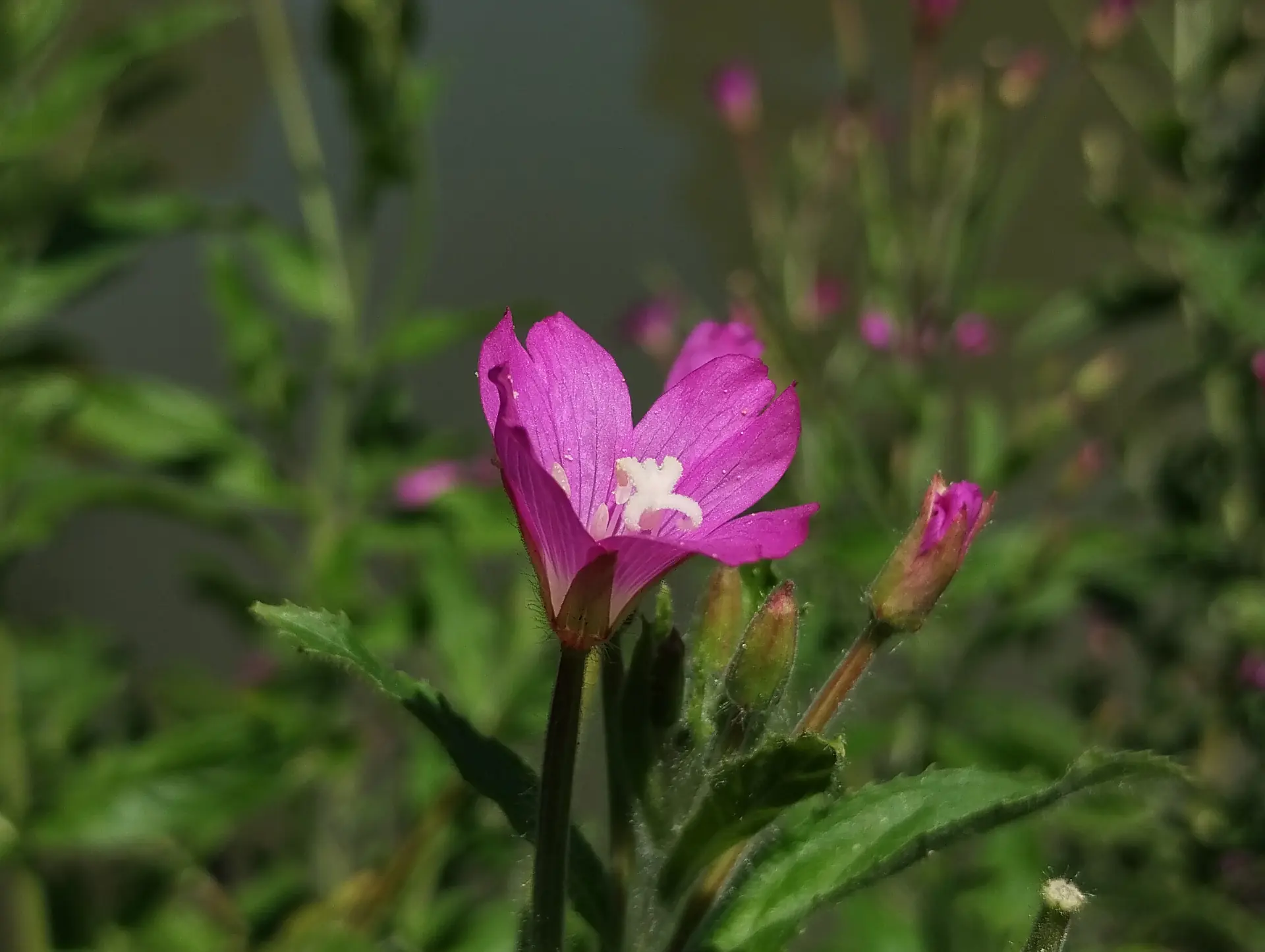 img/epilobium-hirsutum-2.webp