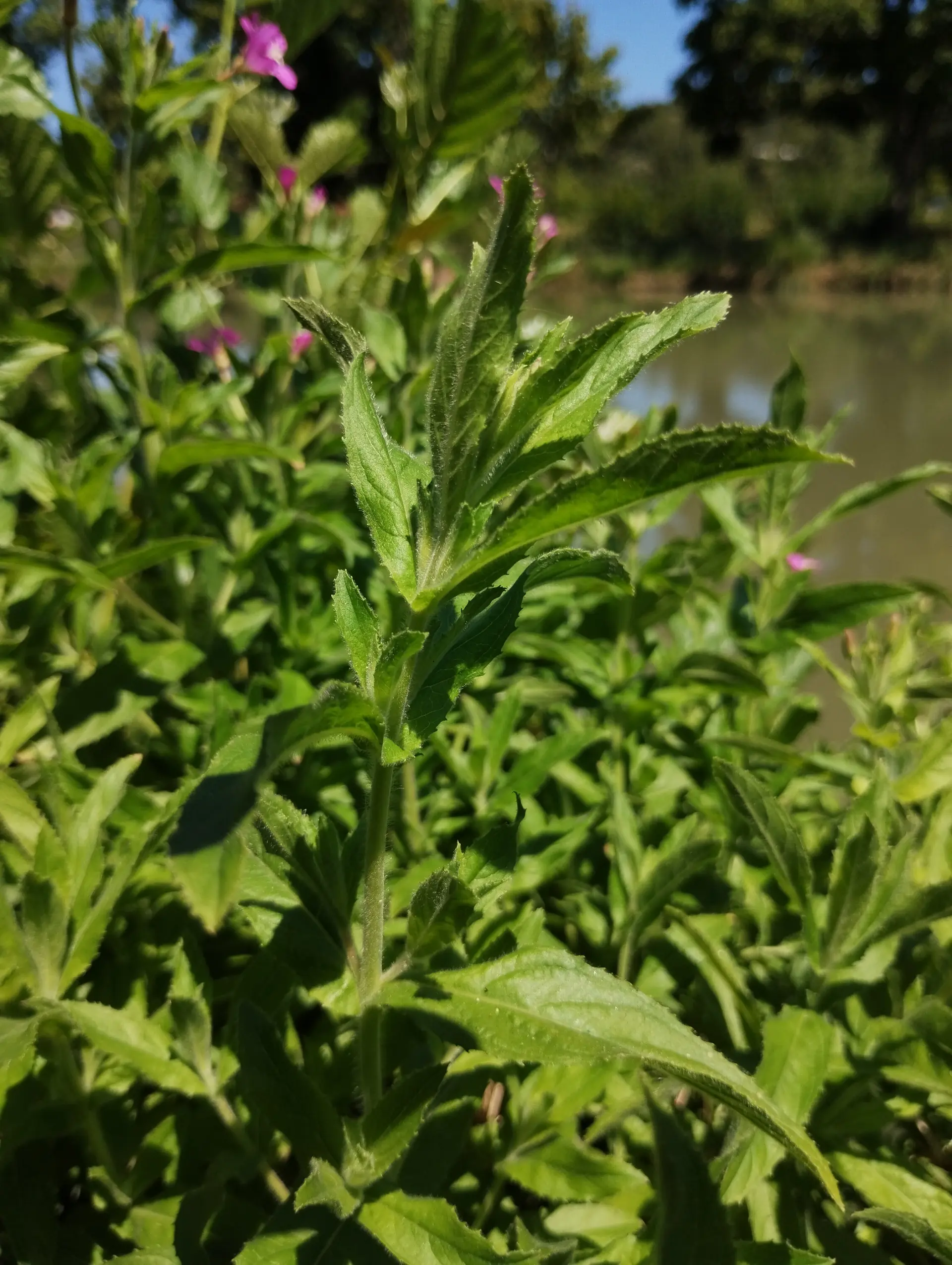 img/epilobium-hirsutum-3.webp