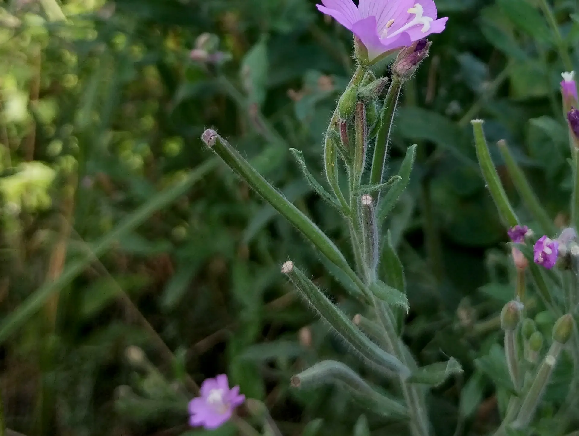 img/epilobium-hirsutum-4.webp