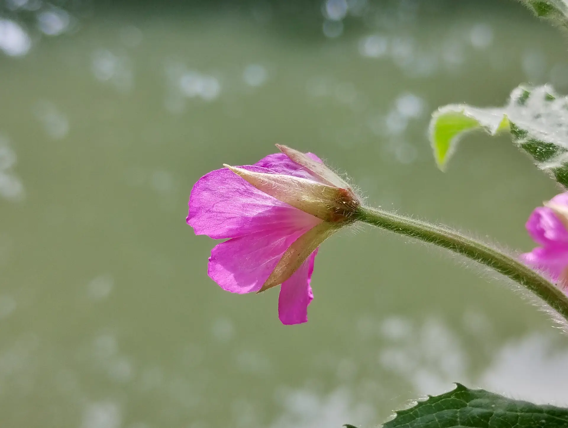 img/epilobium-hirsutum-5.webp