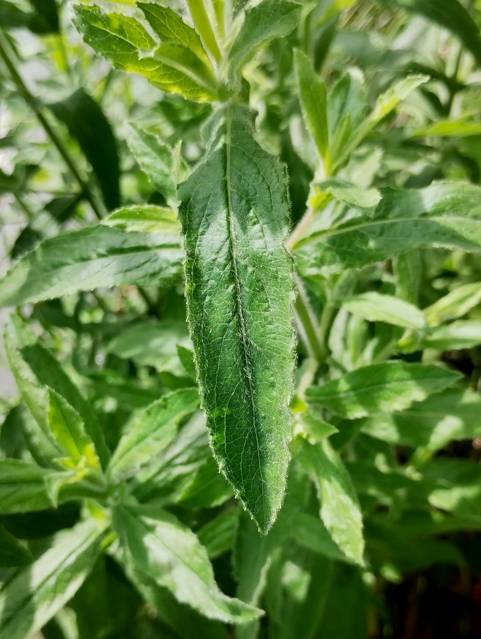 img/epilobium-hirsutum-6.webp