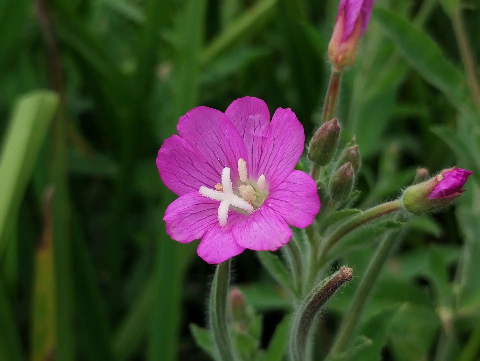 img/epilobium-hirsutum-7.webp