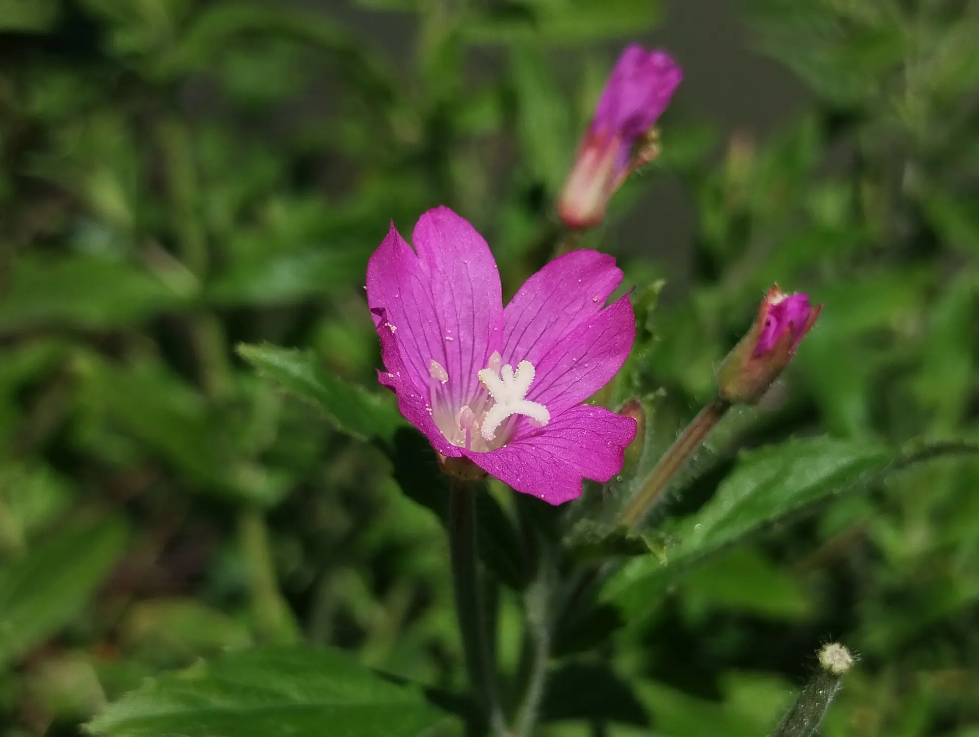 img/epilobium-hirsutum.webp