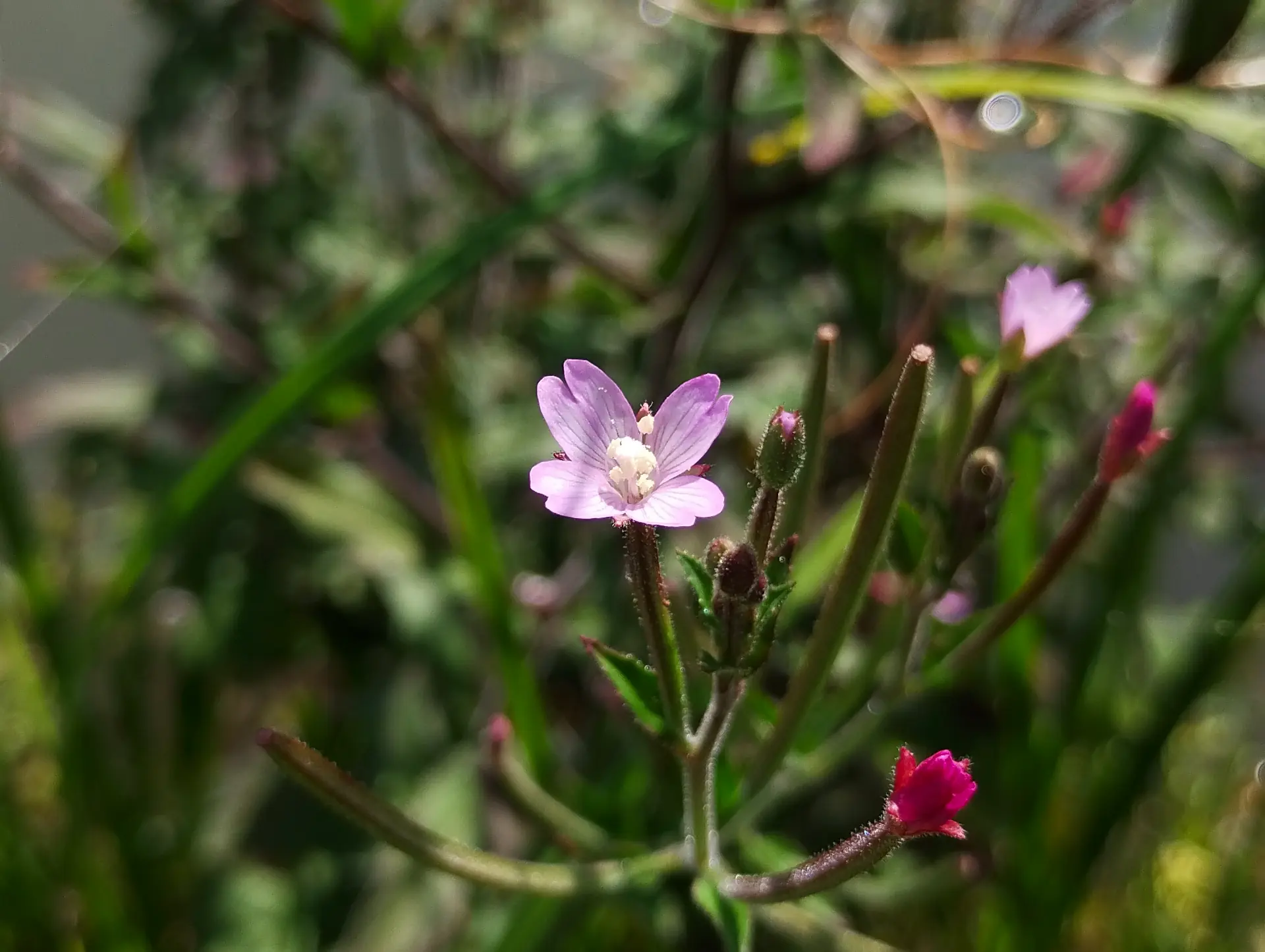 img/epilobium-parviflorum-2.webp