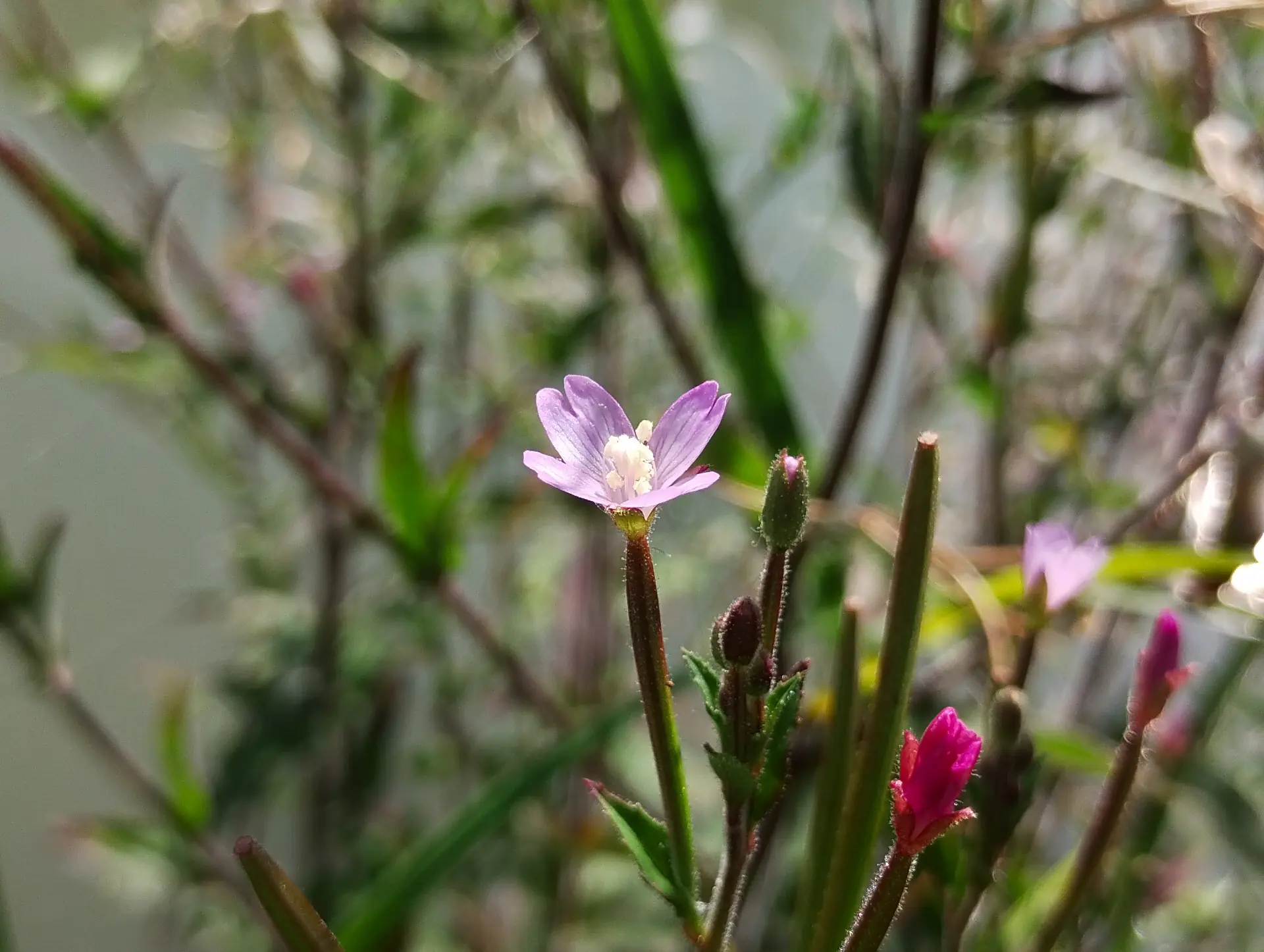 img/epilobium-parviflorum-3.webp