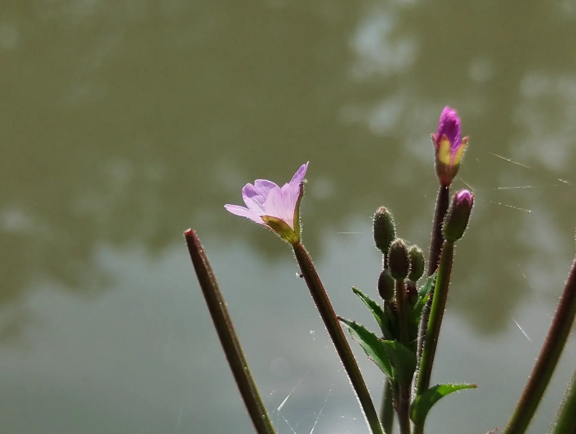 img/epilobium-parviflorum-4.webp