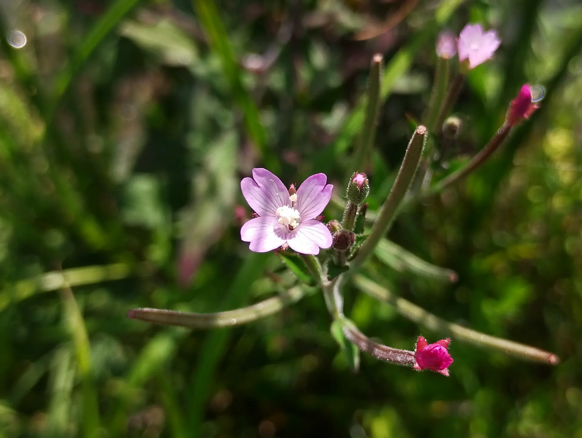 img/epilobium-parviflorum.webp