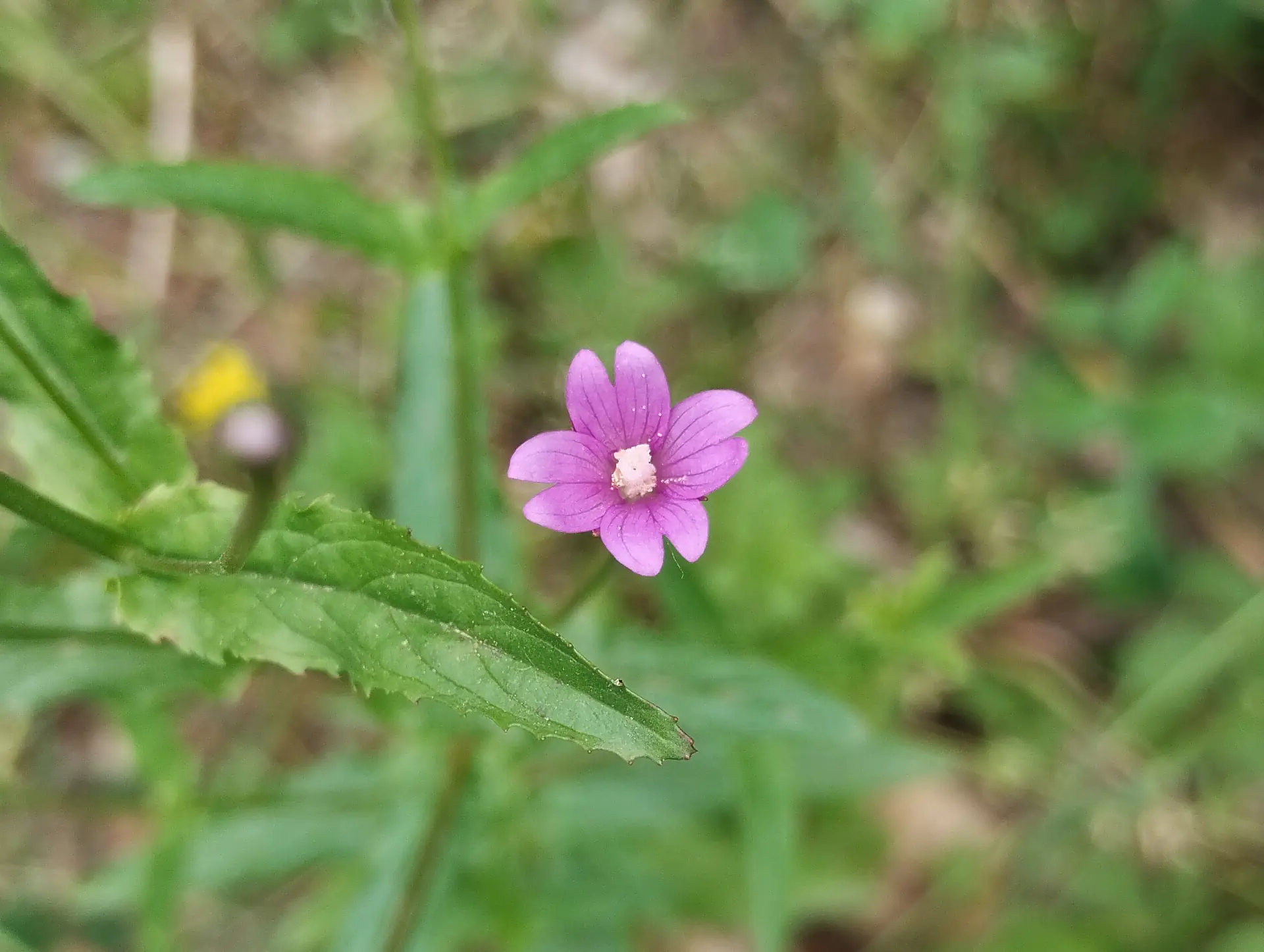 img/epilobium-tetragonum-2.webp