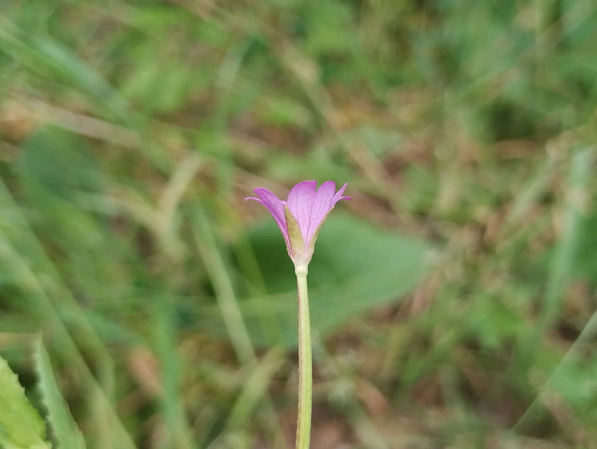 img/epilobium-tetragonum-3.webp