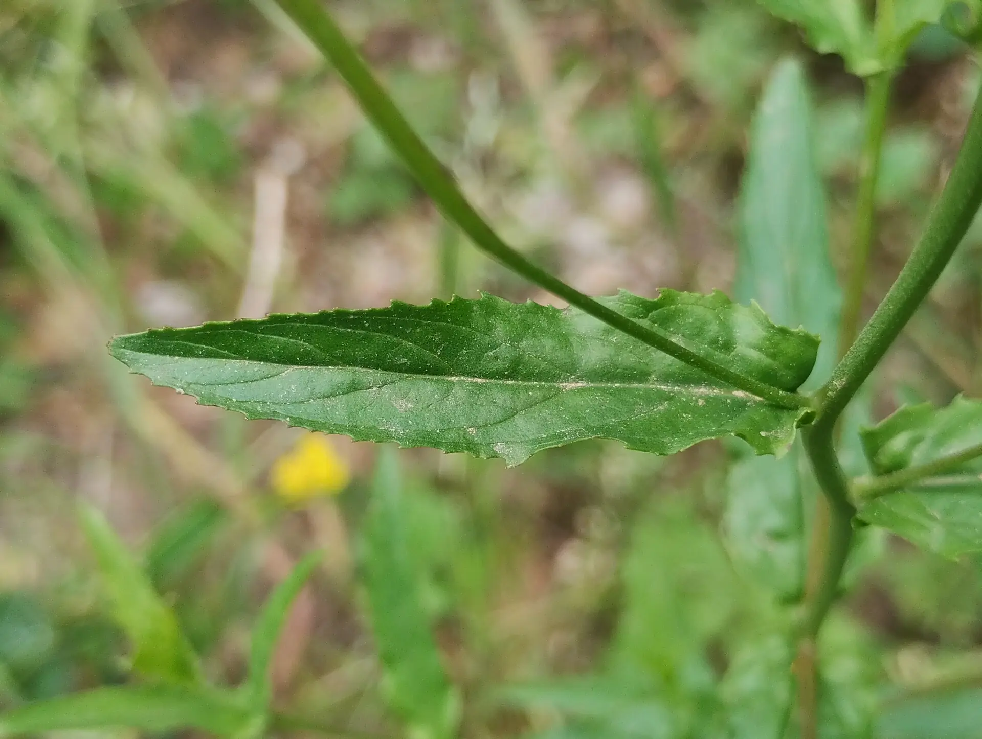 img/epilobium-tetragonum-4.webp