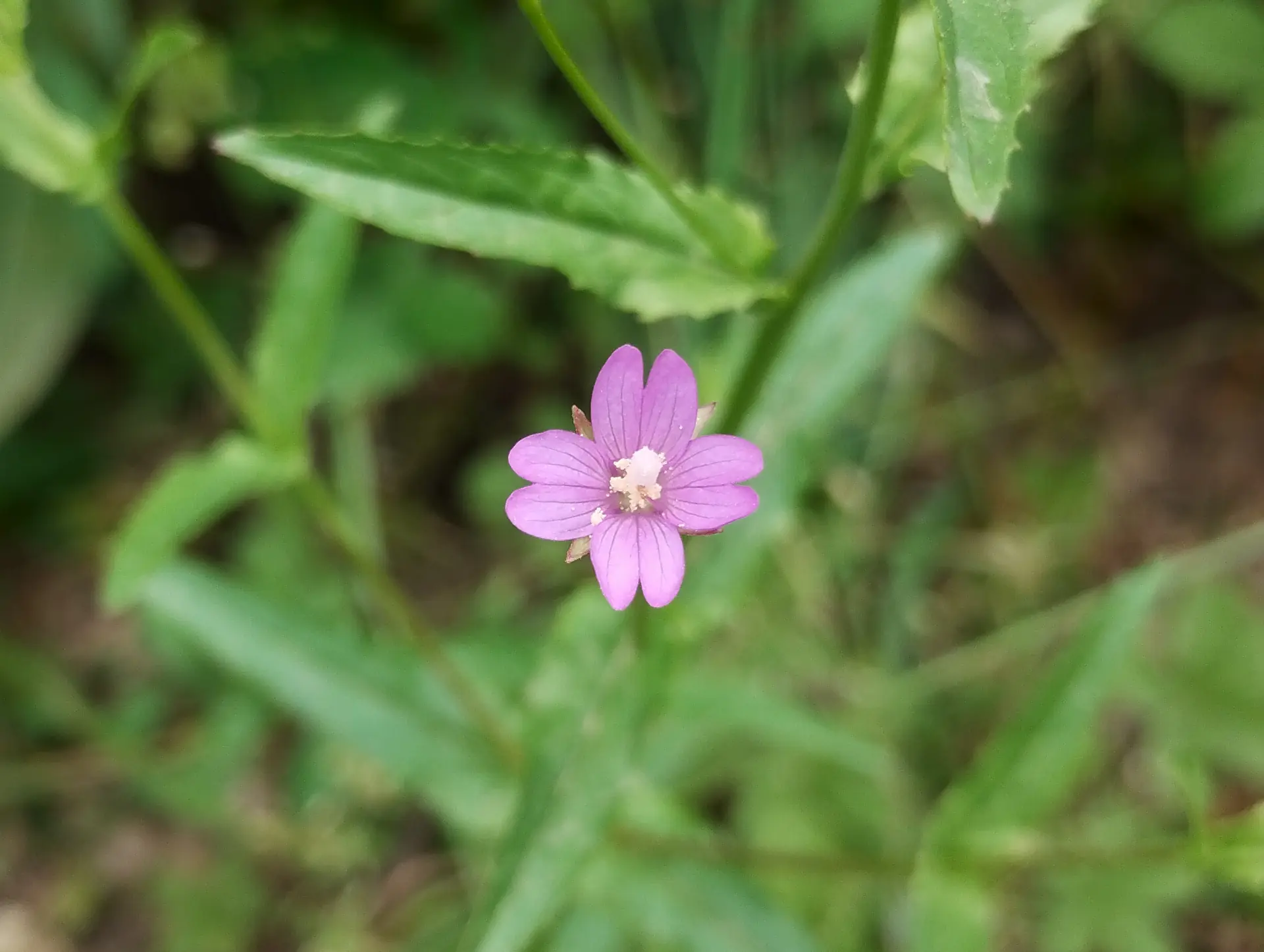 img/epilobium-tetragonum.webp