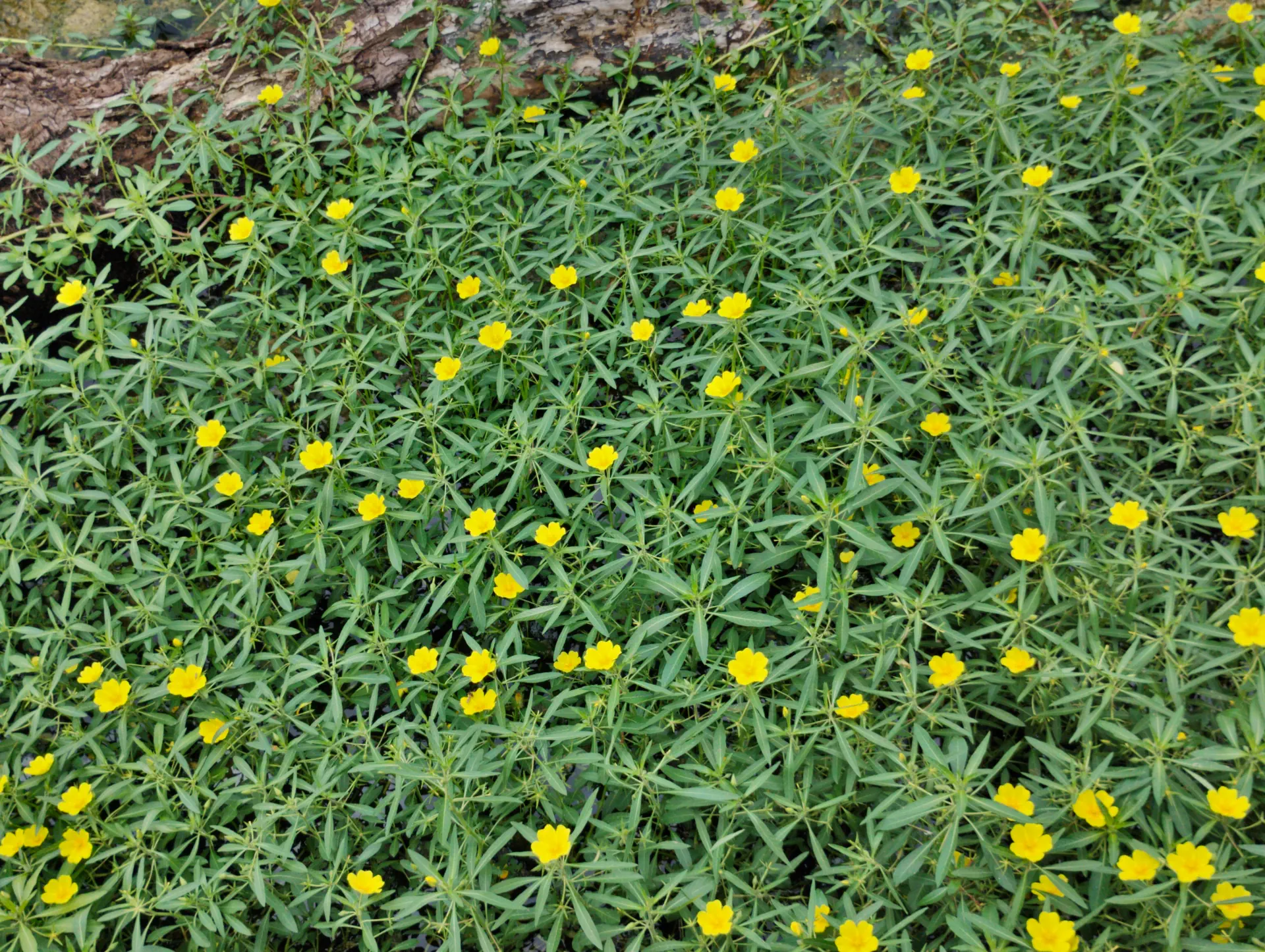 img/ludwigia-hexapetala.webp