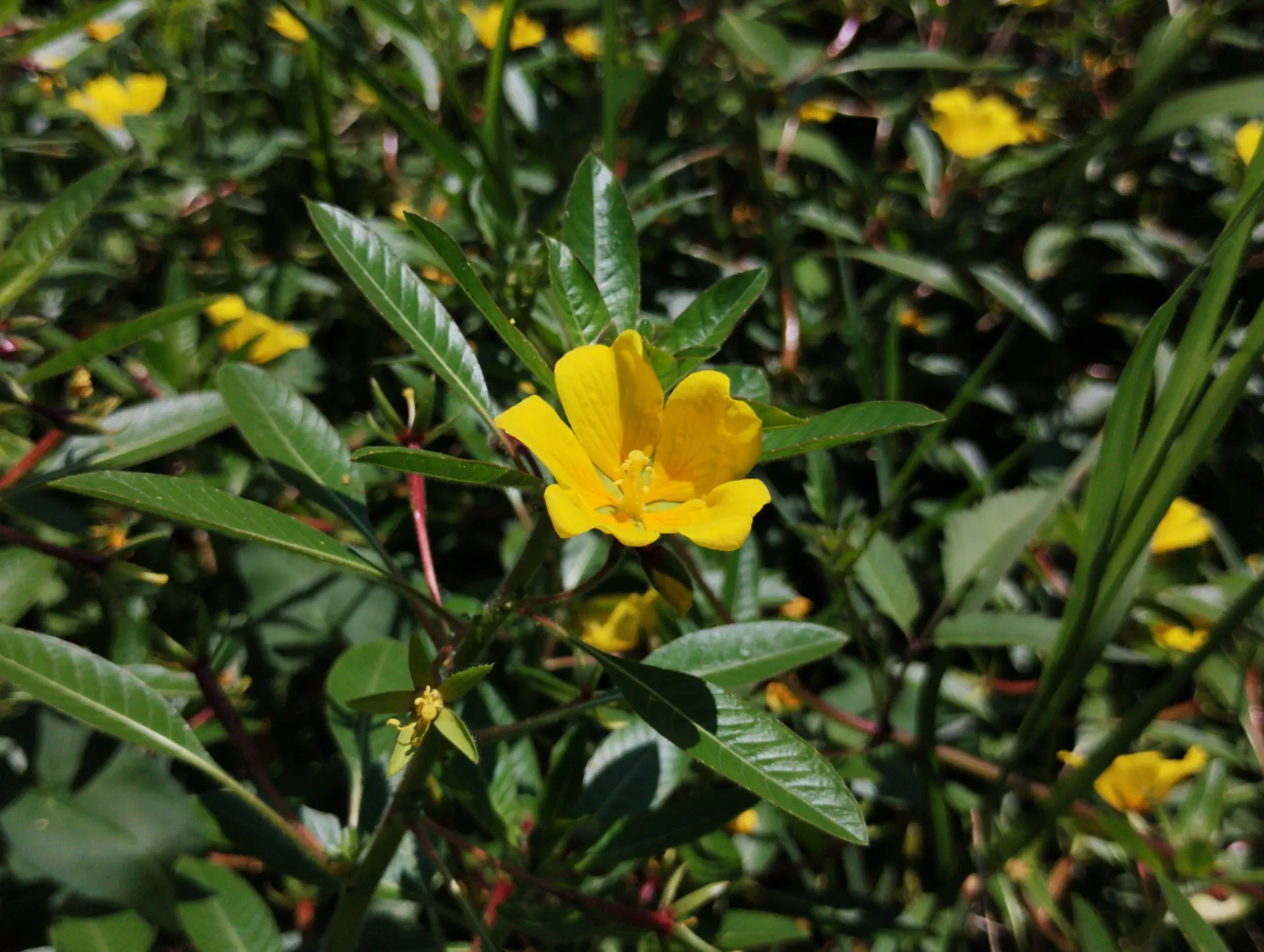 img/ludwigia-peploides-montevidensis-5.webp