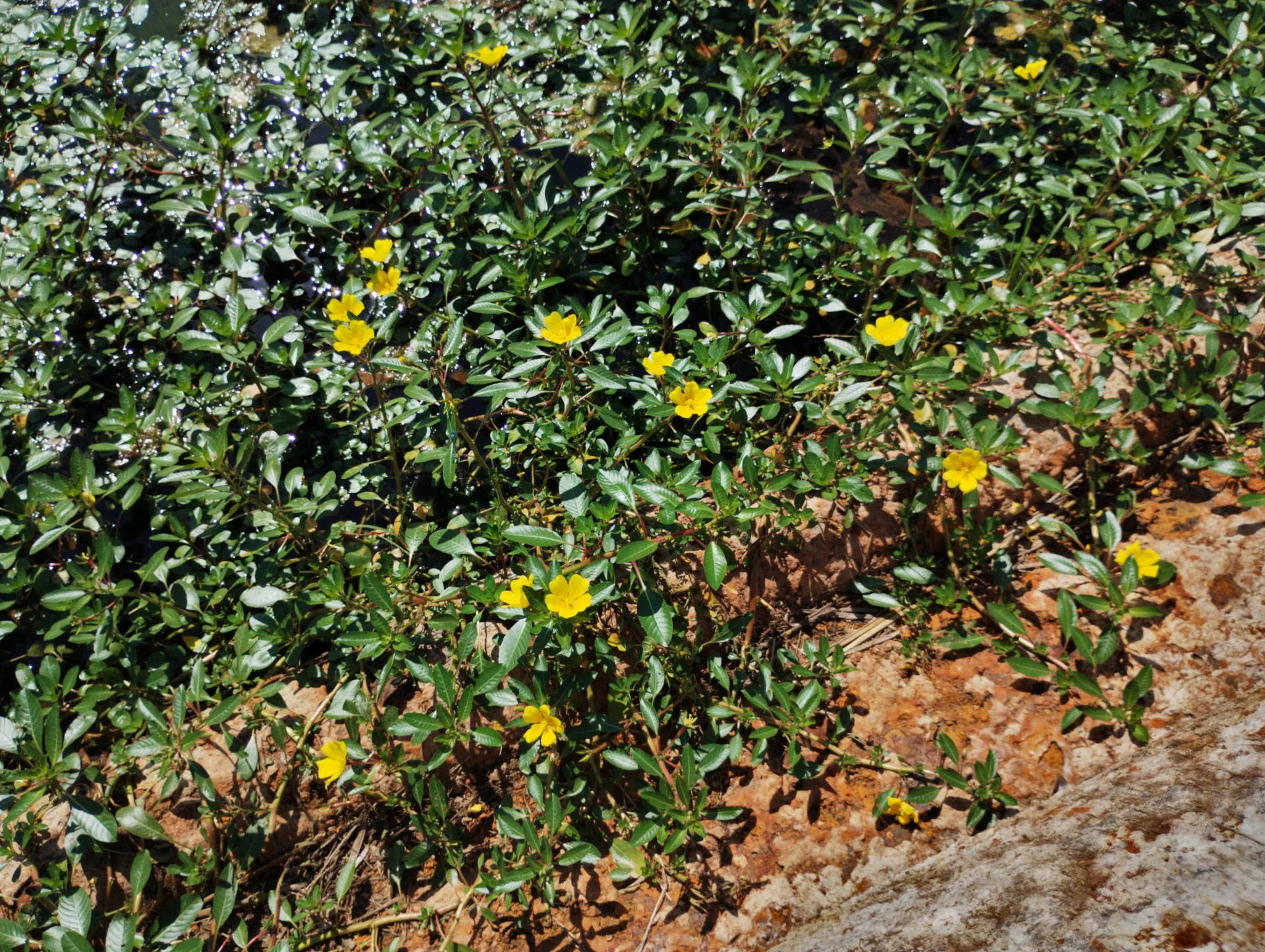 img/ludwigia-peploides-montevidensis-6.webp