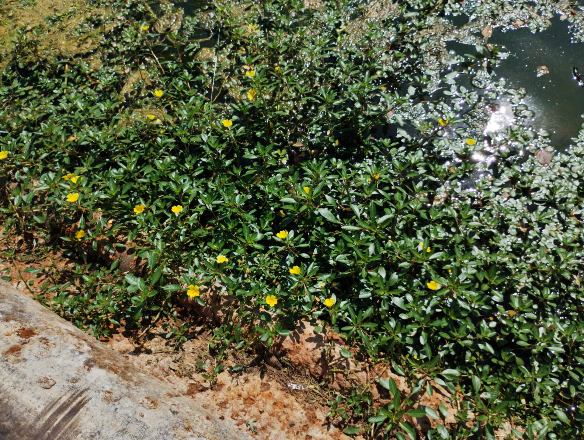 img/ludwigia-peploides-montevidensis-7.webp