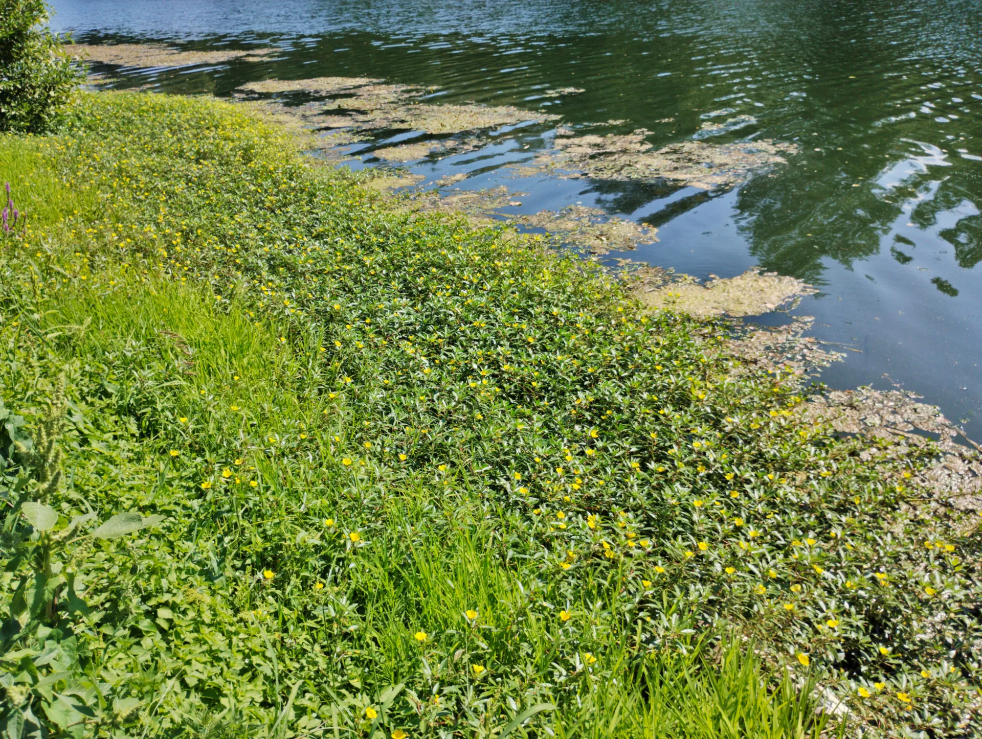 img/ludwigia-peploides-montevidensis-8.webp