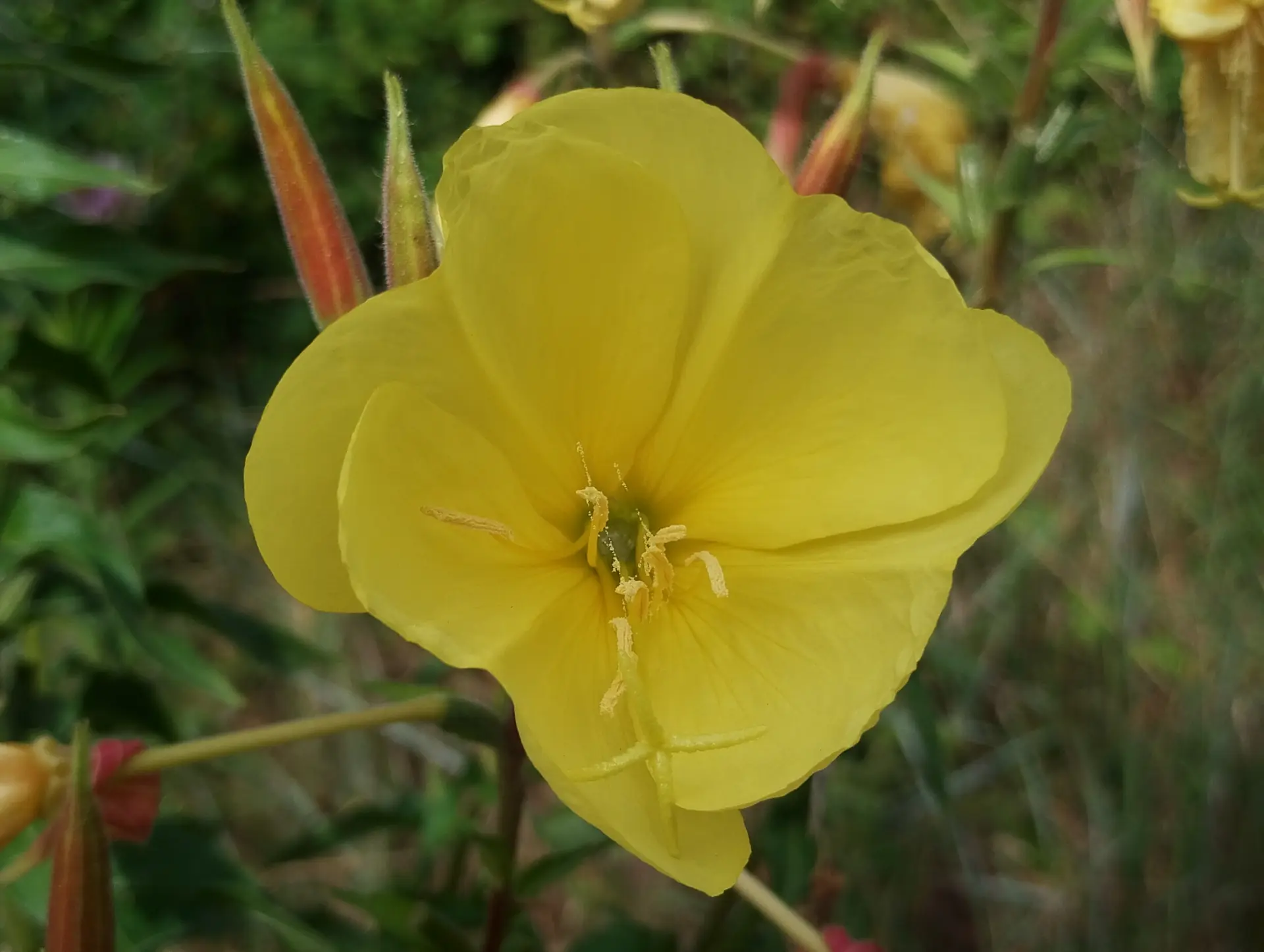 img/oenothera-glazioviana-2.webp