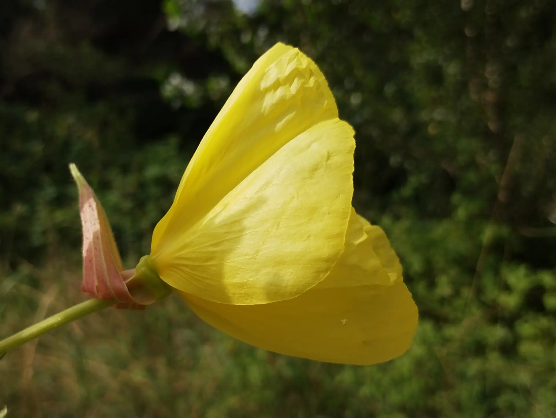 img/oenothera-glazioviana-3.webp