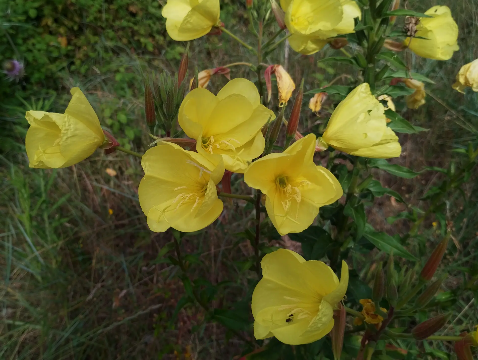 img/oenothera-glazioviana-4.webp