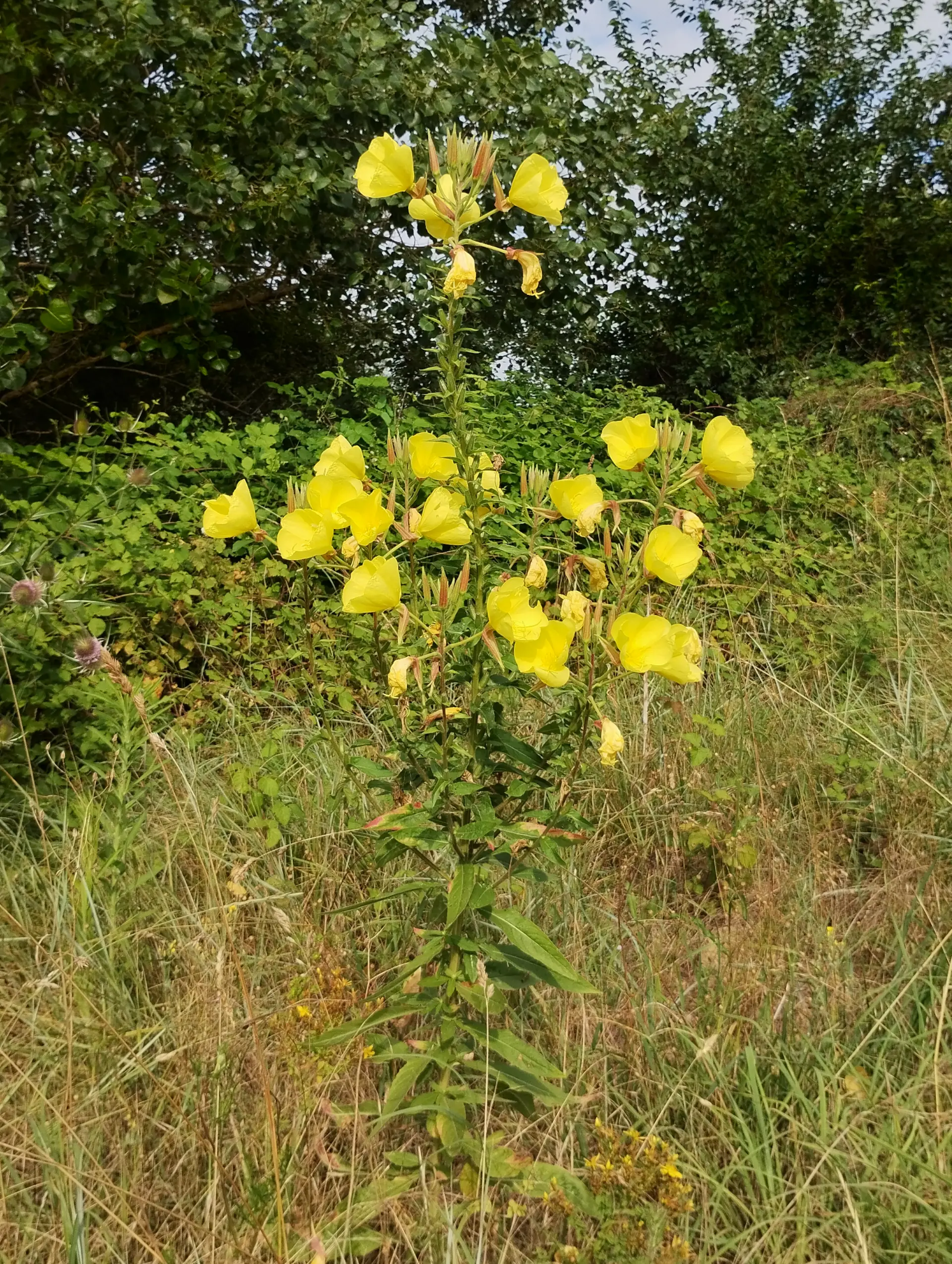 img/oenothera-glazioviana-5.webp