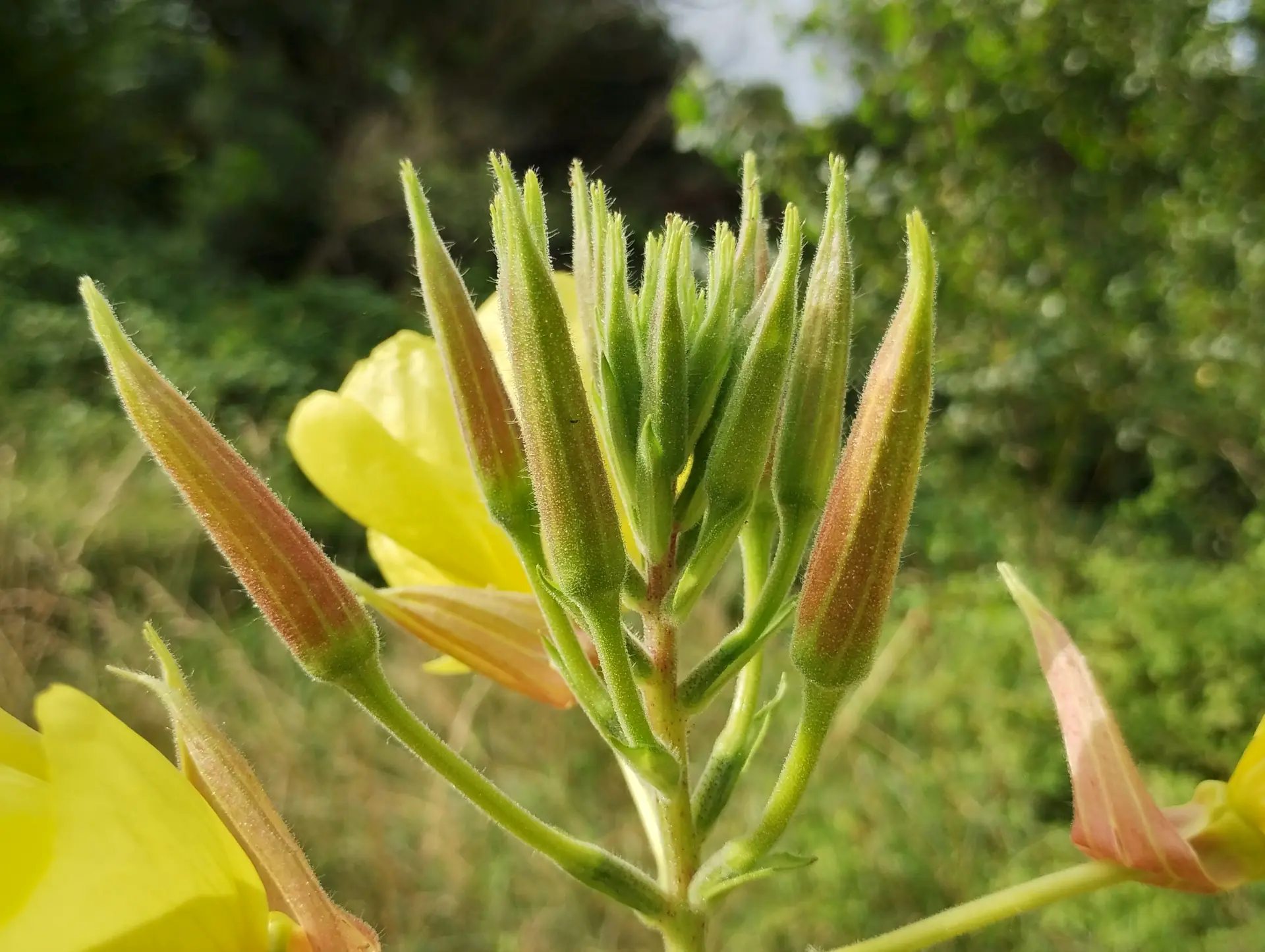 img/oenothera-glazioviana-7.webp