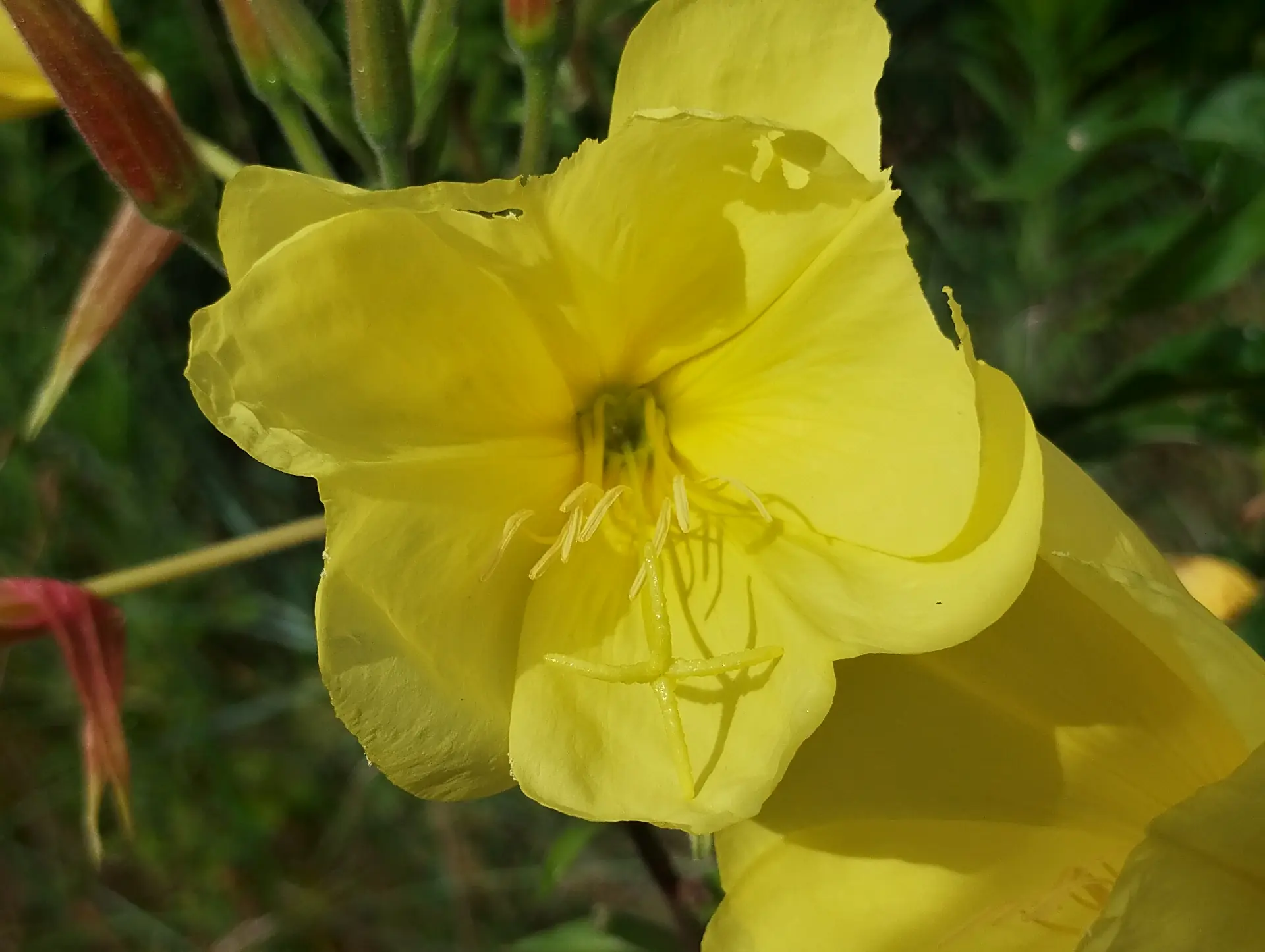 img/oenothera-glazioviana.webp