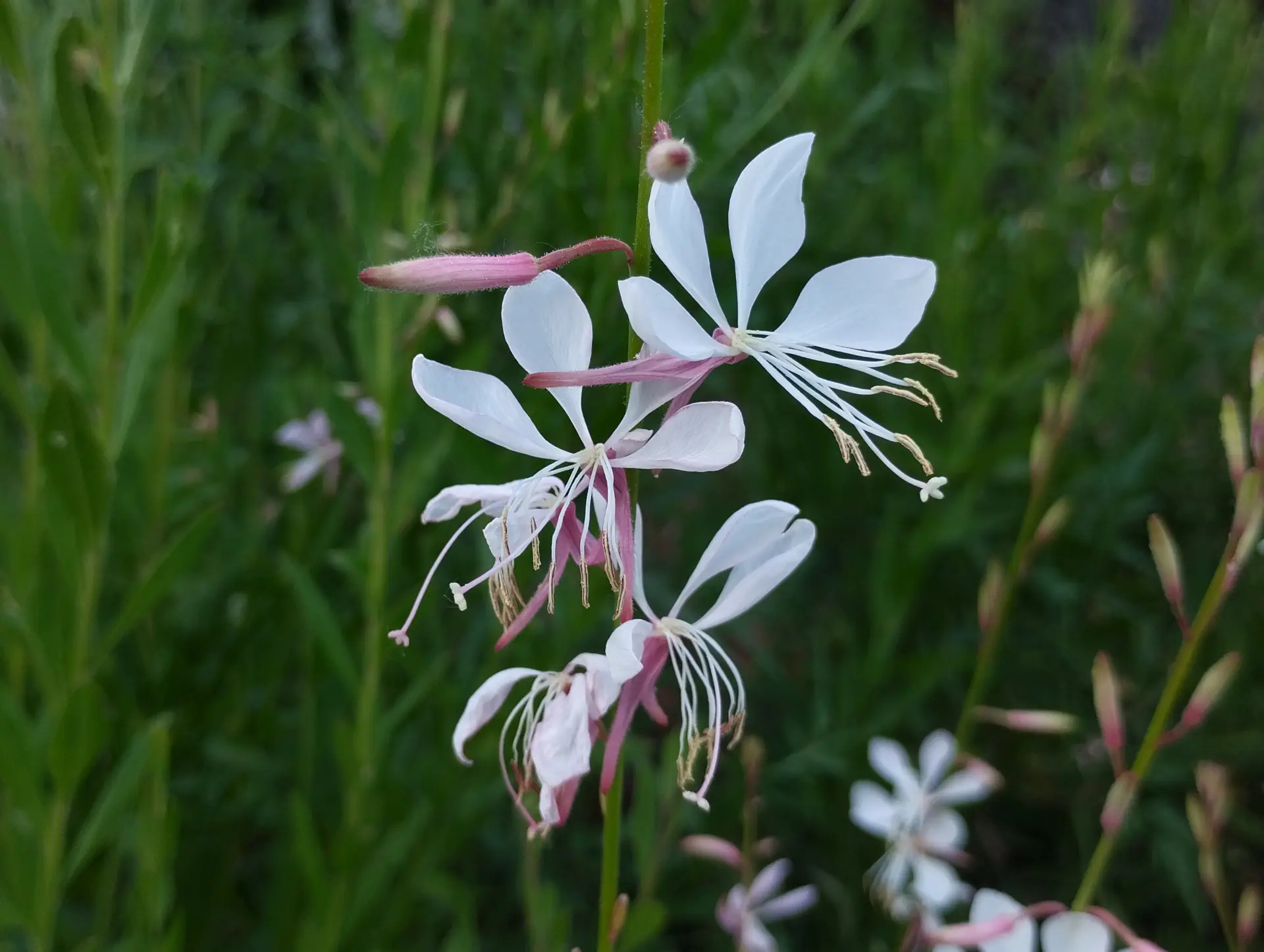img/oenothera-lindheimeri-2.webp