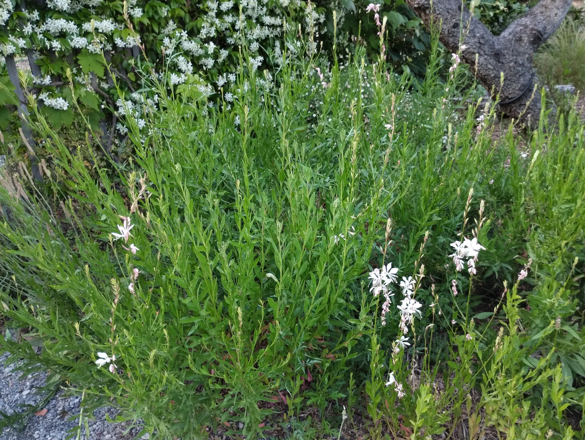 img/oenothera-lindheimeri-3.webp