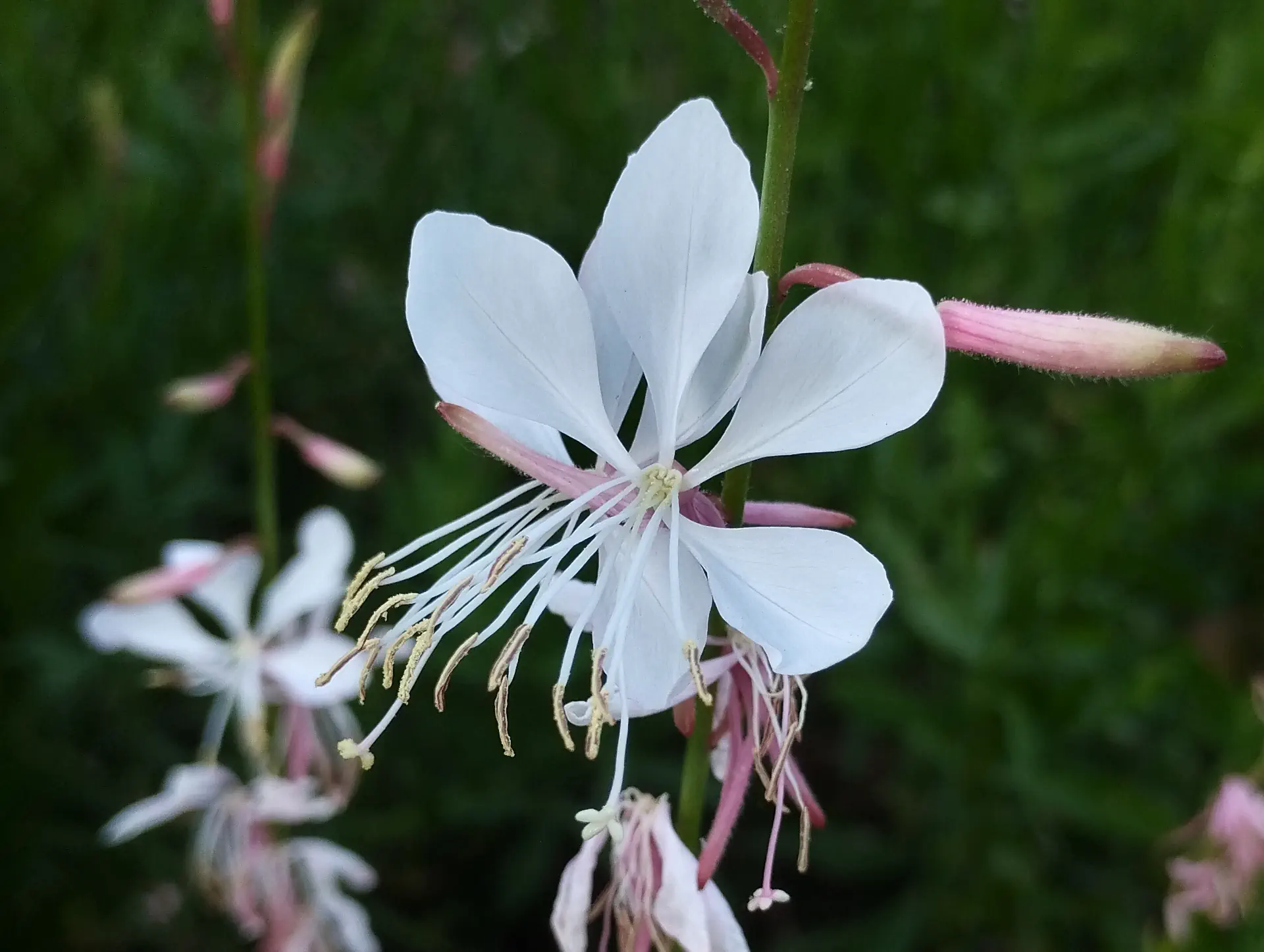img/oenothera-lindheimeri.webp