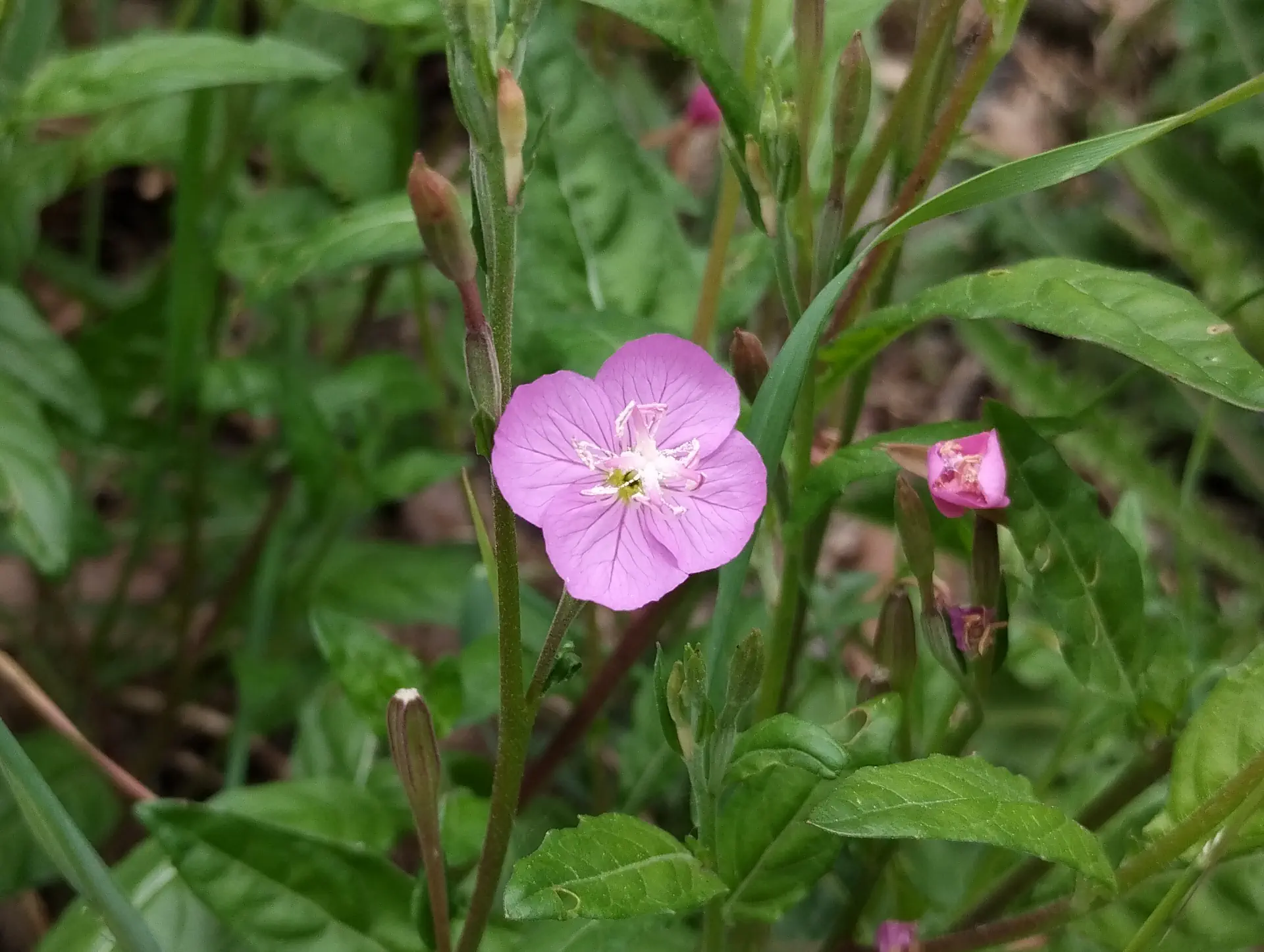 img/oenothera-rosea.webp
