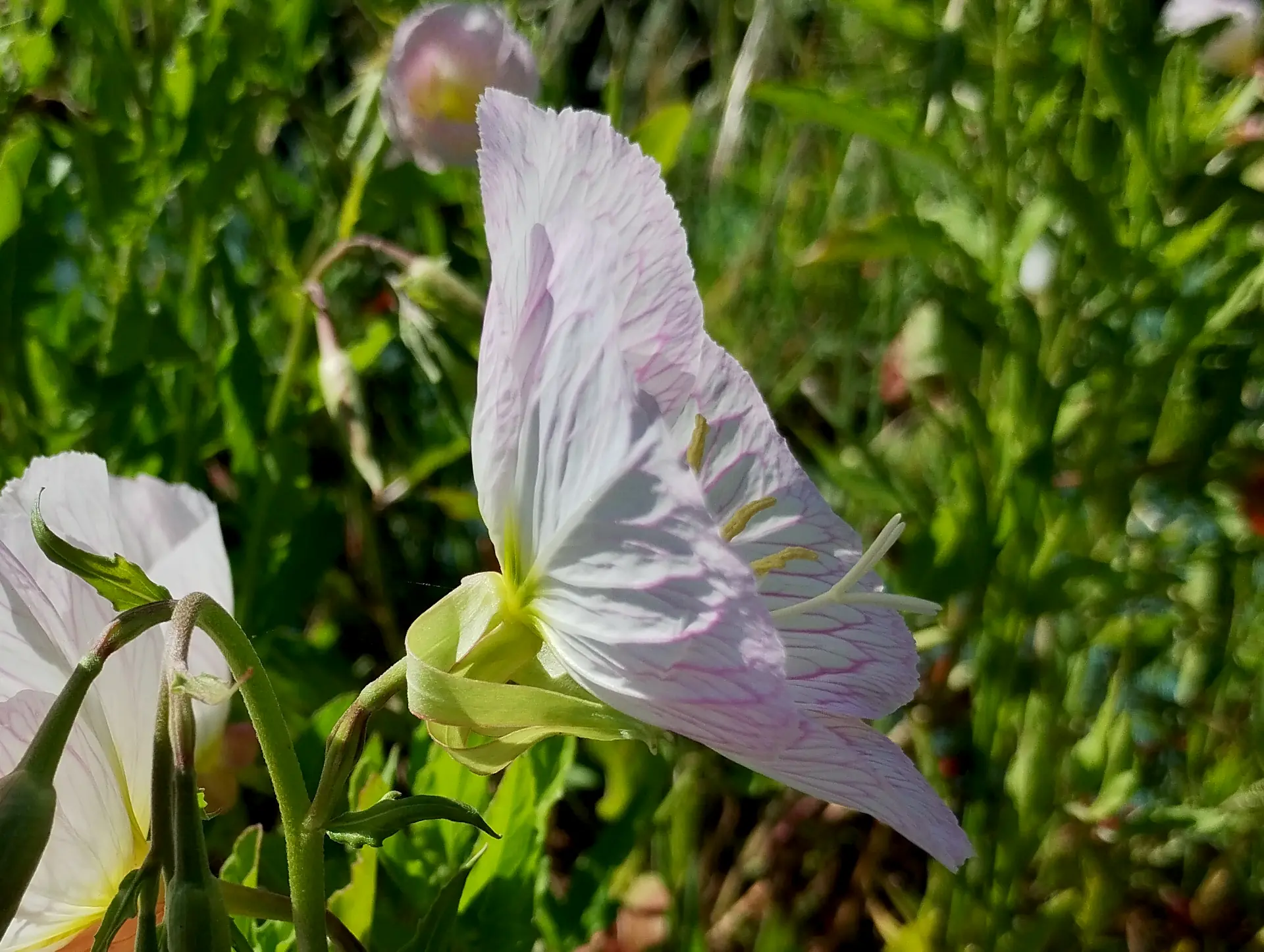 img/oenothera-speciosa-2.webp