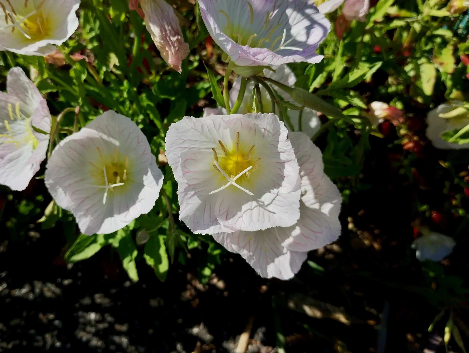 img/oenothera-speciosa-3.webp