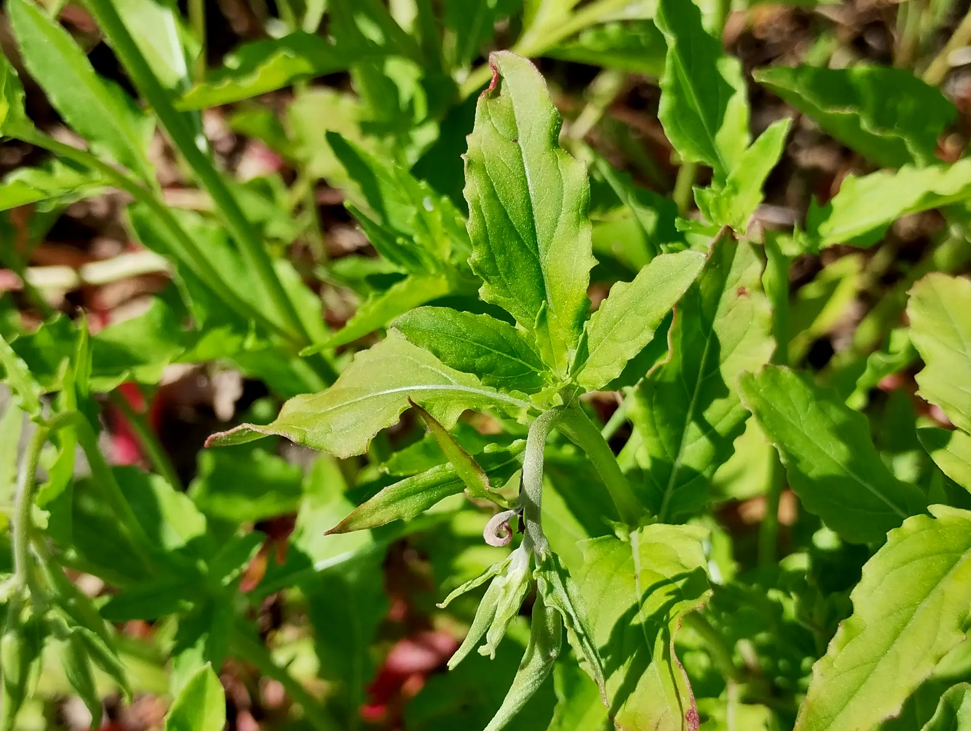 img/oenothera-speciosa-4.webp