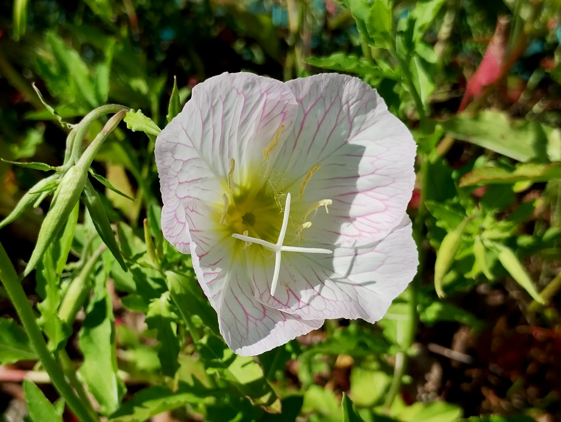 img/oenothera-speciosa.webp