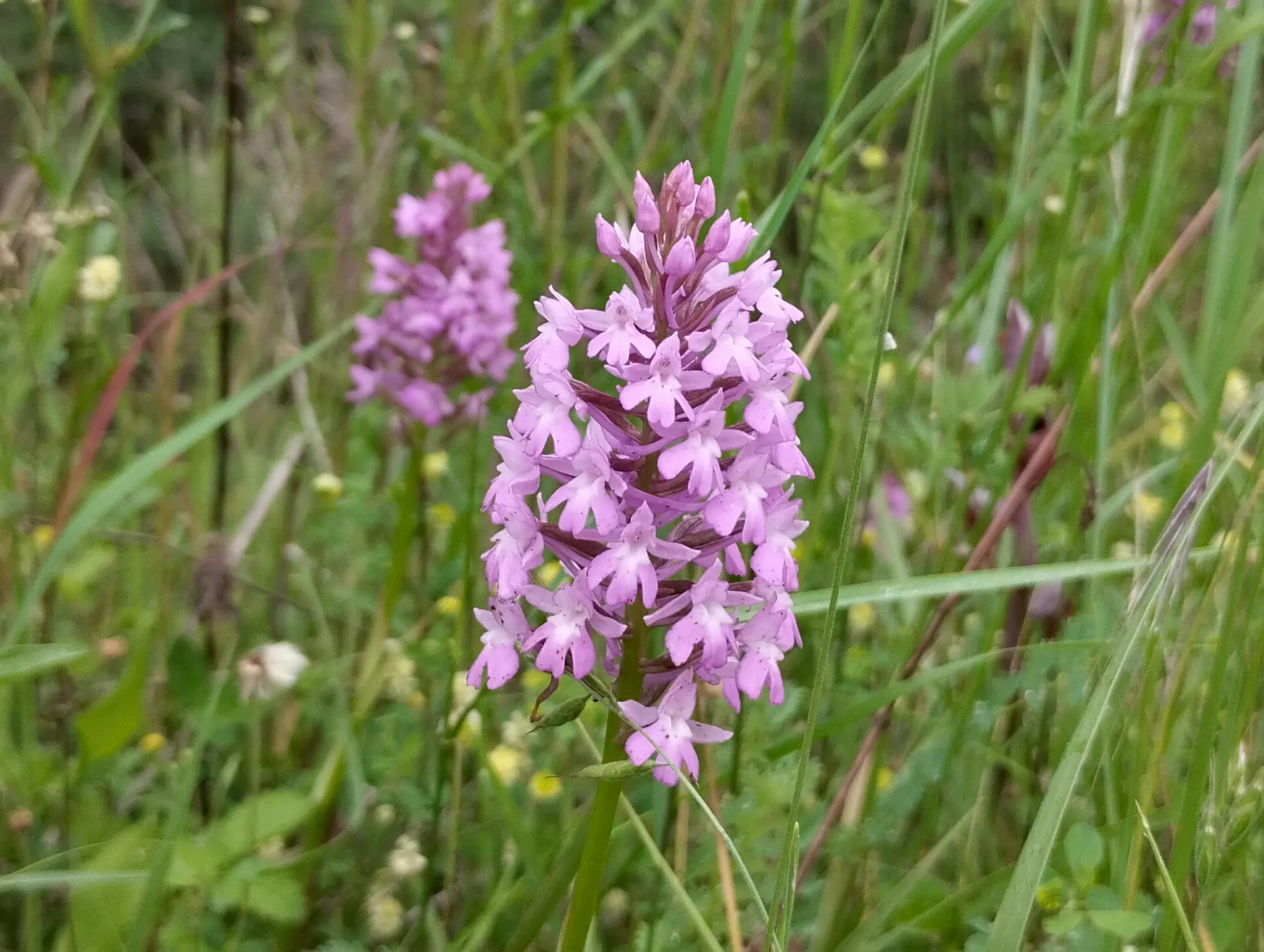 img/anacamptis-pyramidalis-2.webp