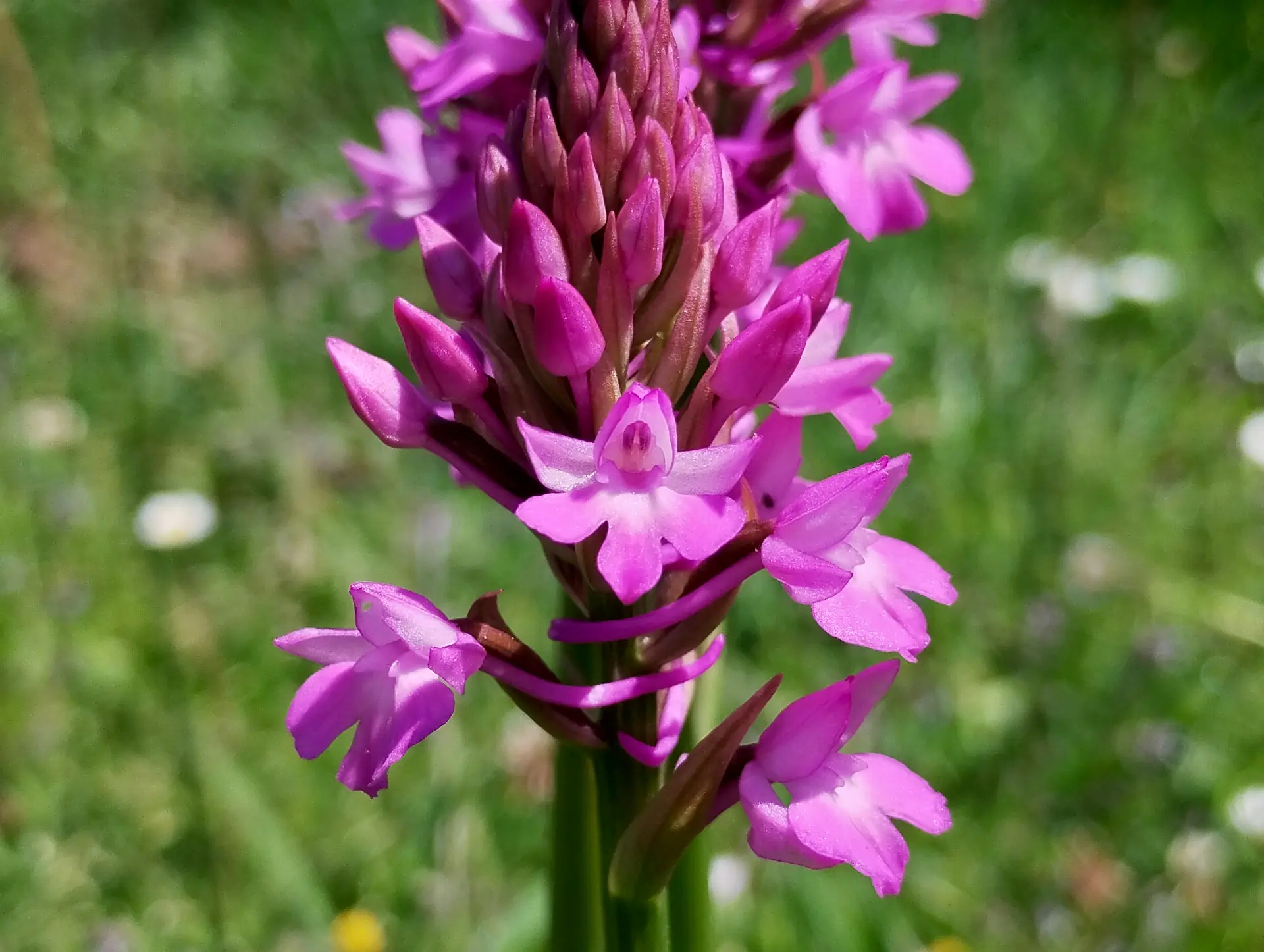img/anacamptis-pyramidalis-3.webp