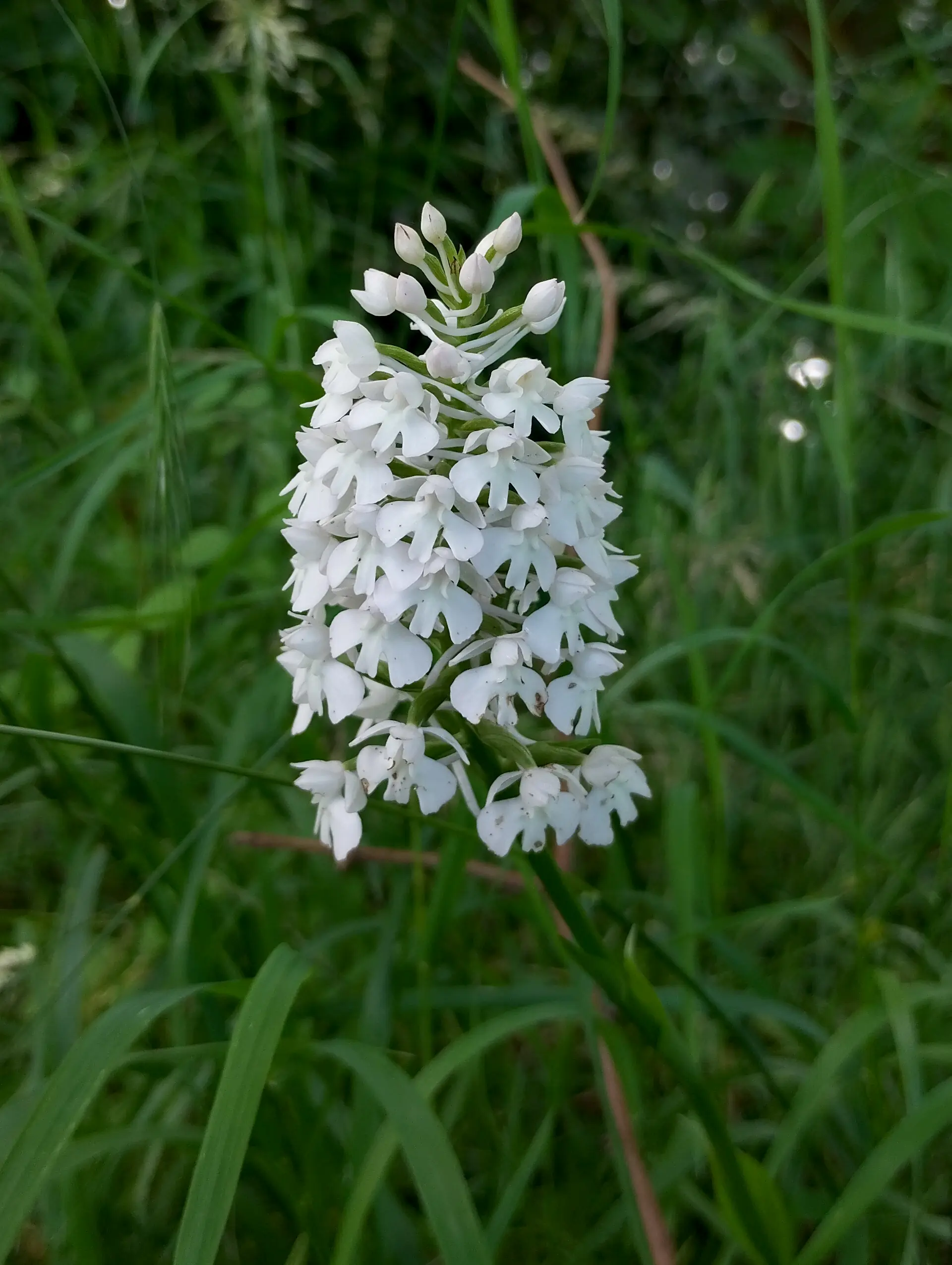 img/anacamptis-pyramidalis-4.webp