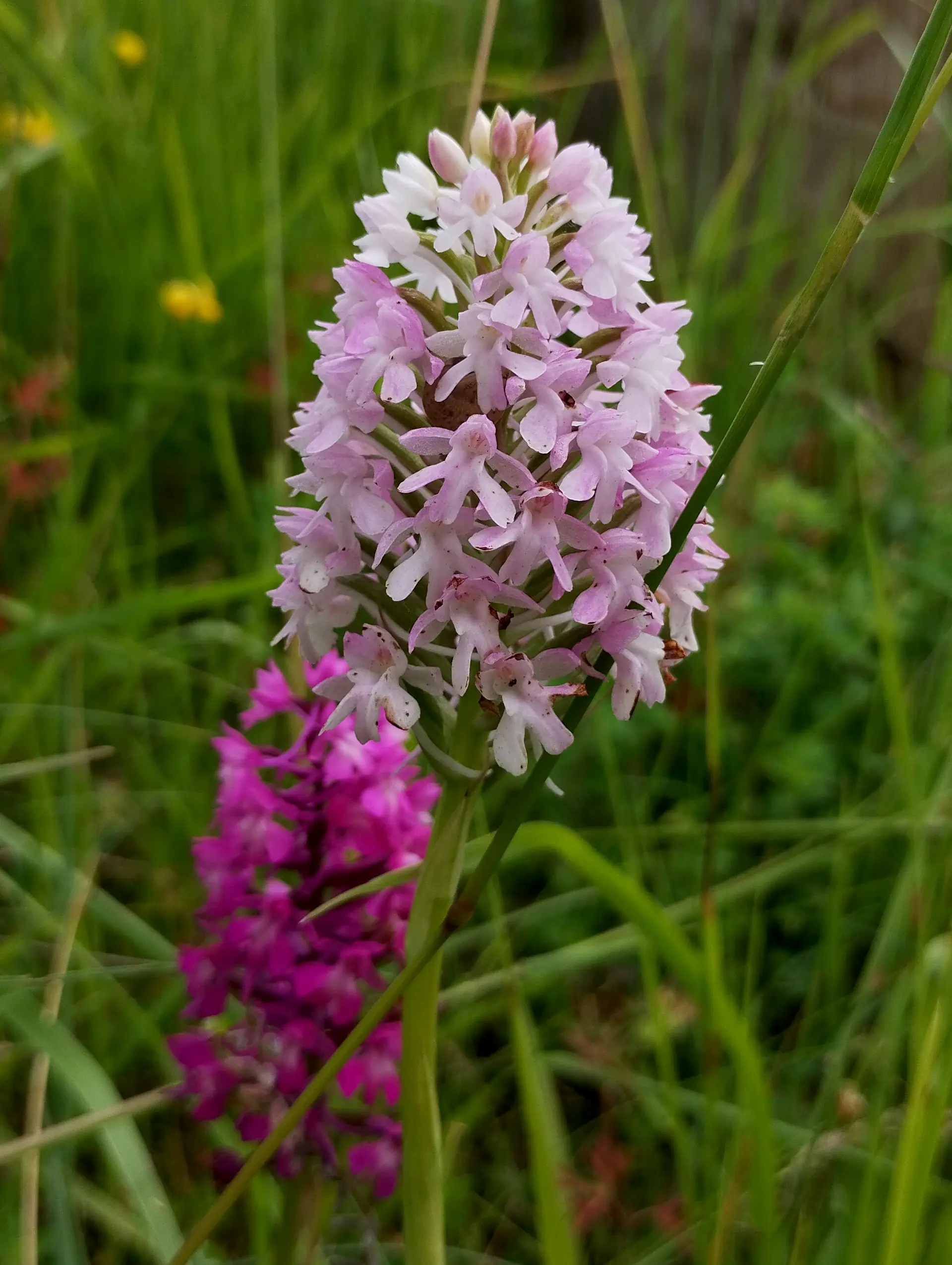 img/anacamptis-pyramidalis-5.webp