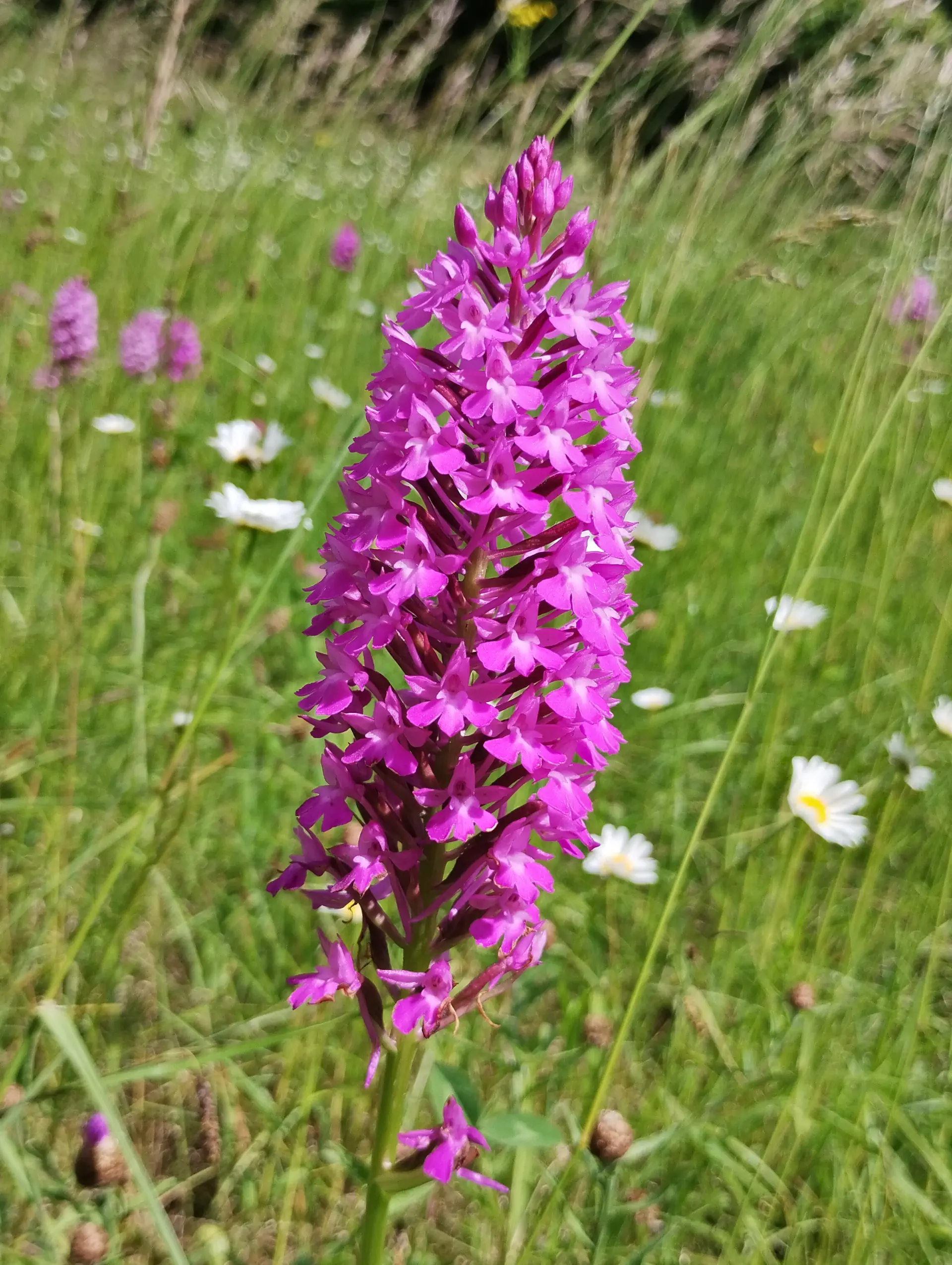 img/anacamptis-pyramidalis-6.webp