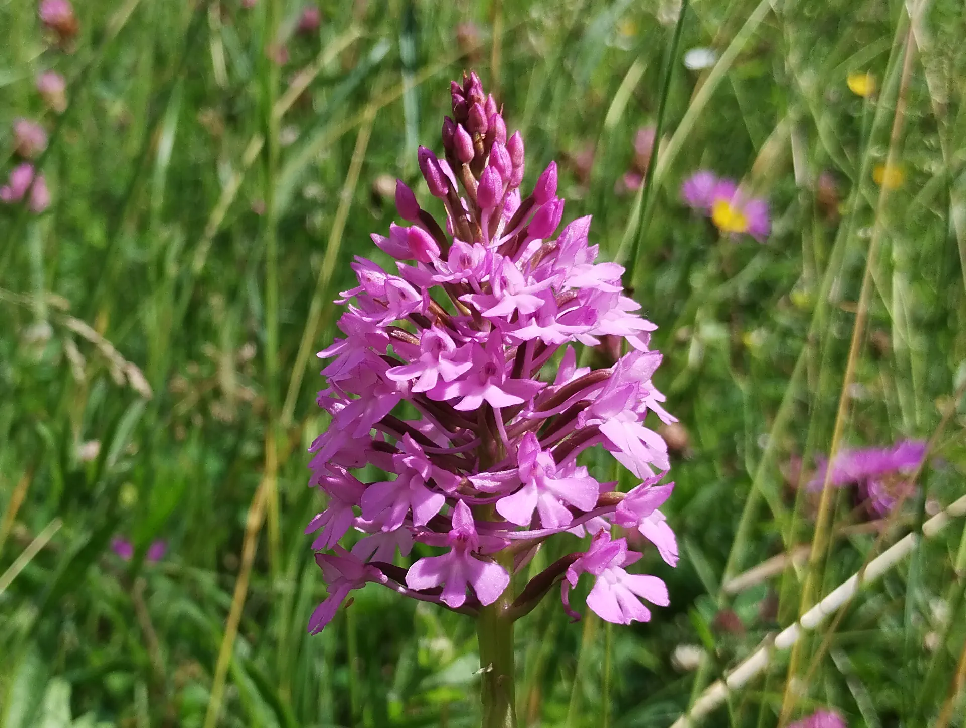 img/anacamptis-pyramidalis-7.webp